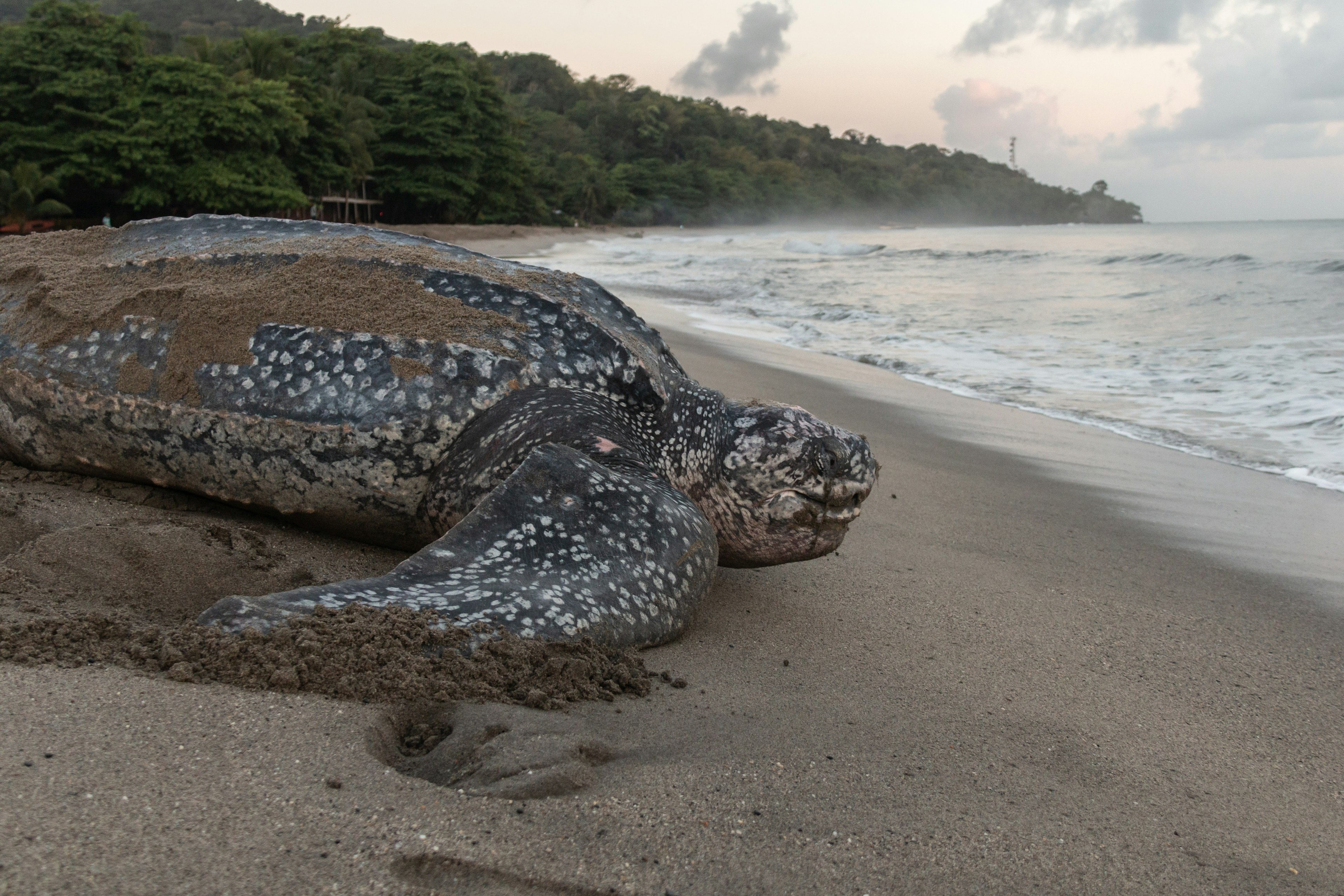 Close-up of a leatherback turtle laying her eggs during Trinidad and Tobago's nesting season.