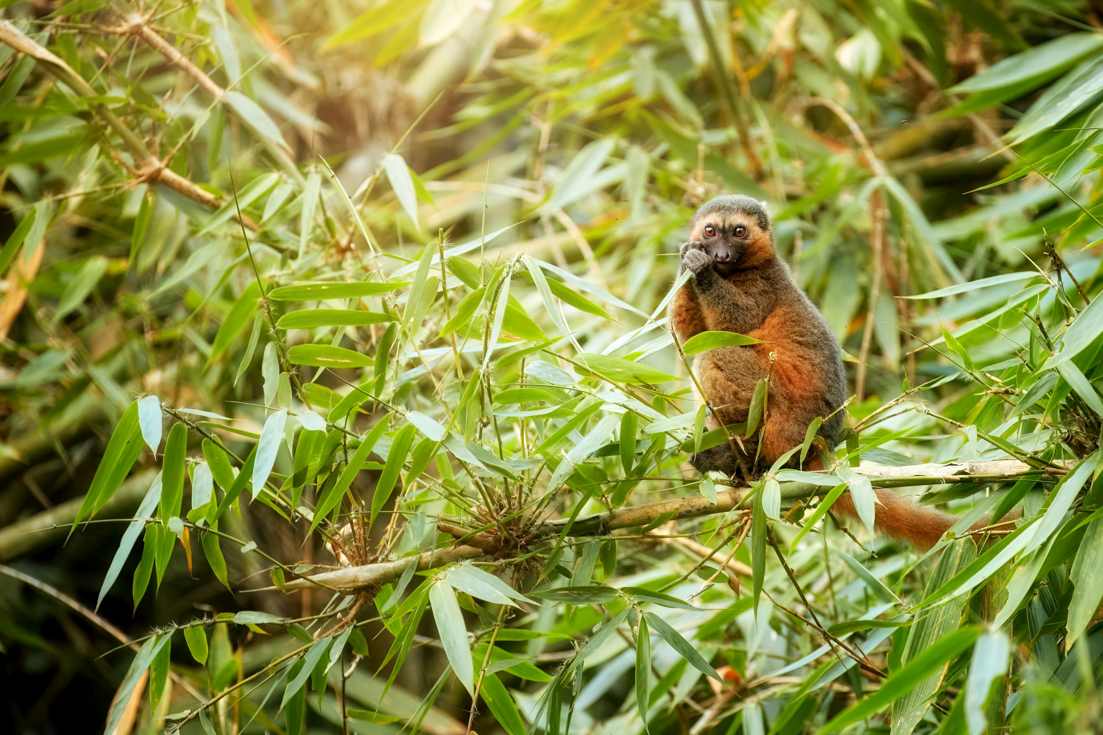 A Golden Bamboo Lemur Feeds on A Bamboo Branch in A Rainforest