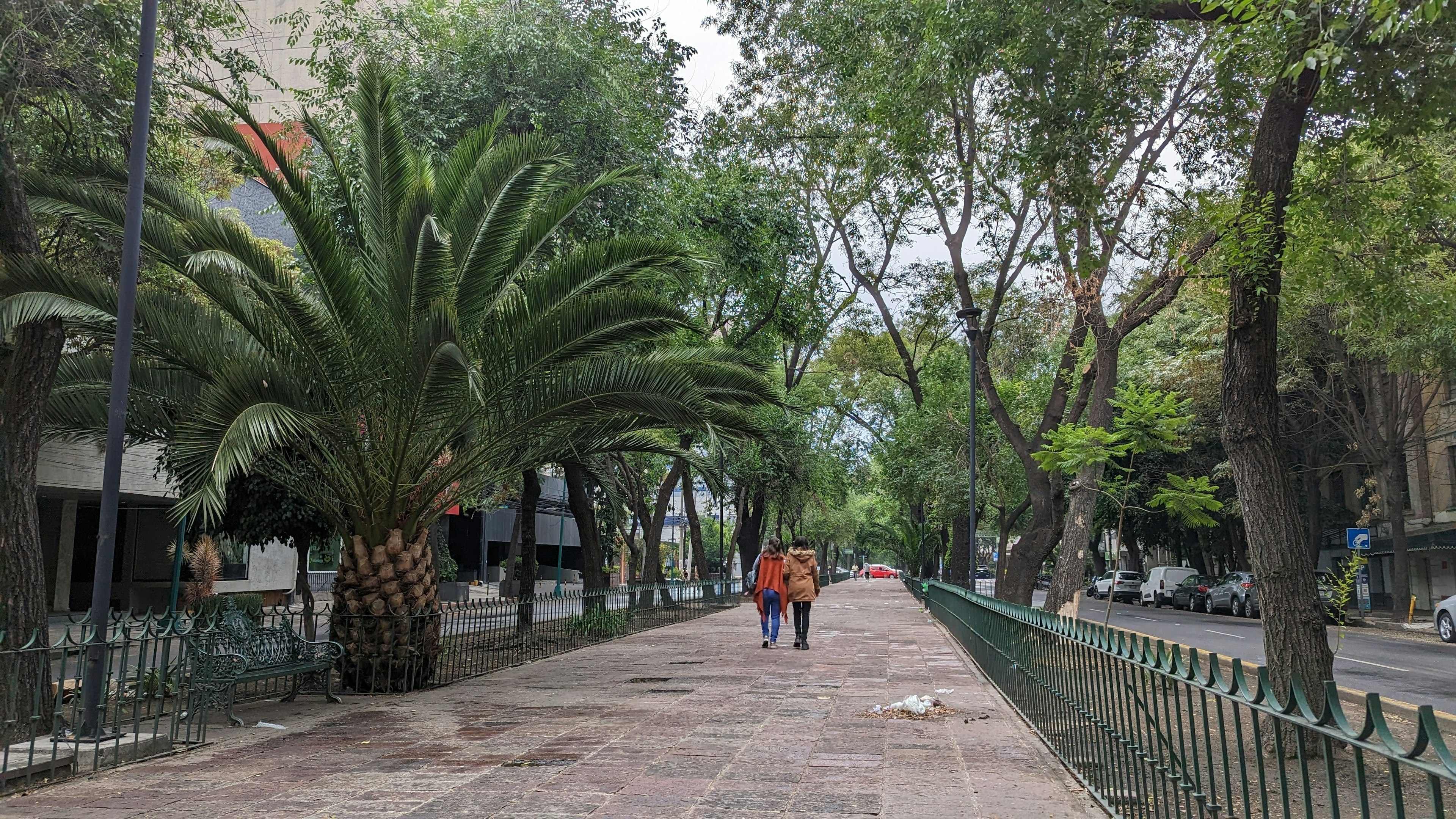 Two people walk down a pedestrian plaza in the median of a city street, with trees (including a short, fat date palm) lining the walkway