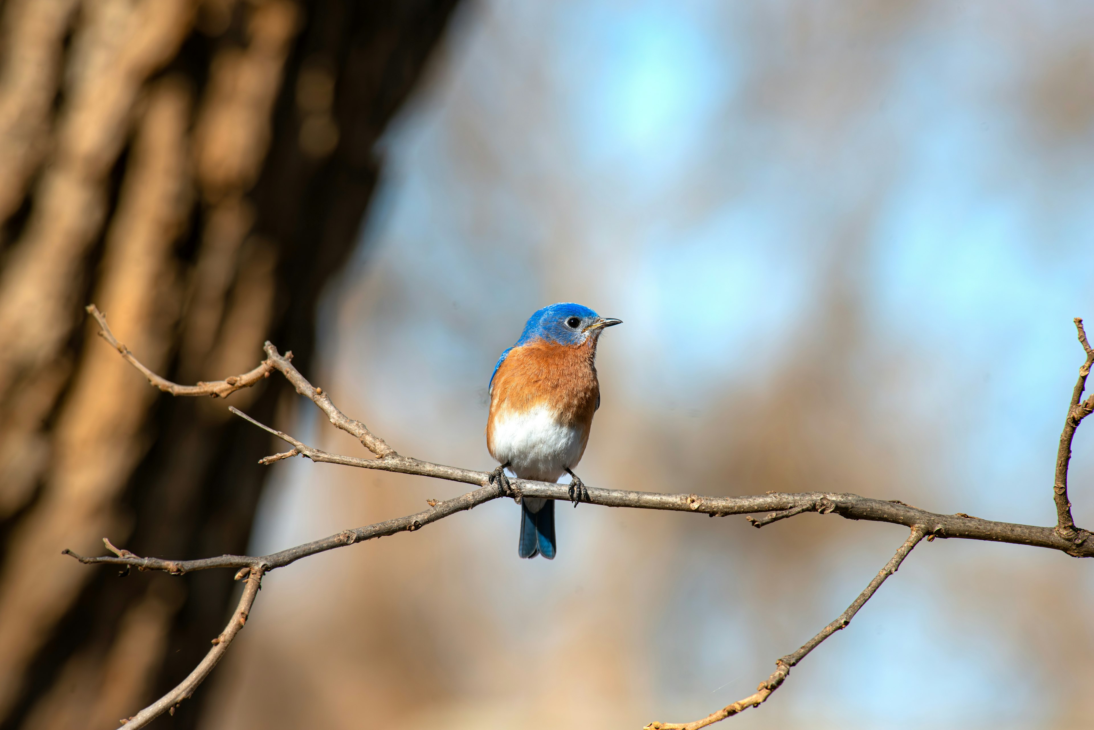 Spot birds like the Eastern bluebird