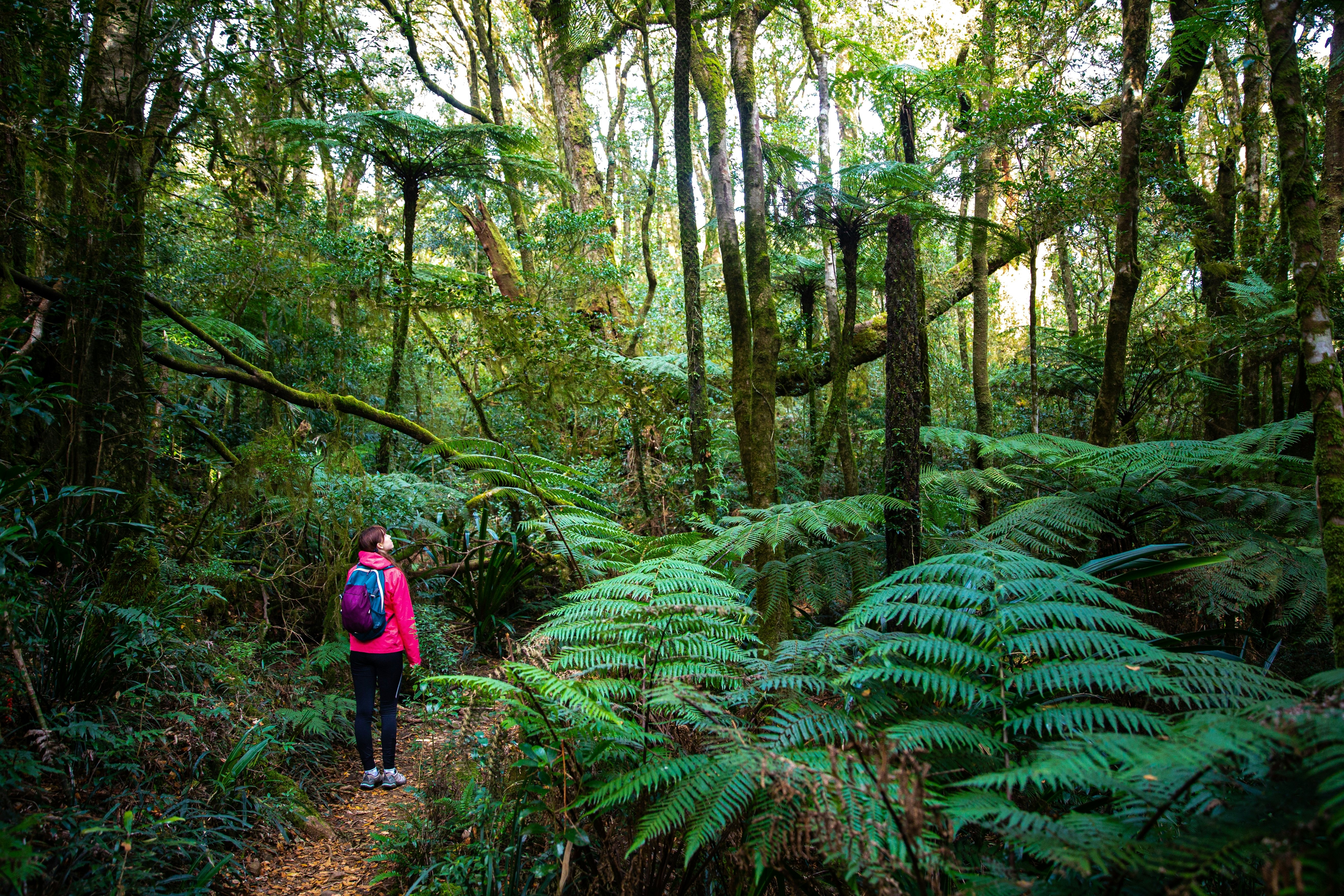 A hiker pauses to look at dense jungle foliage