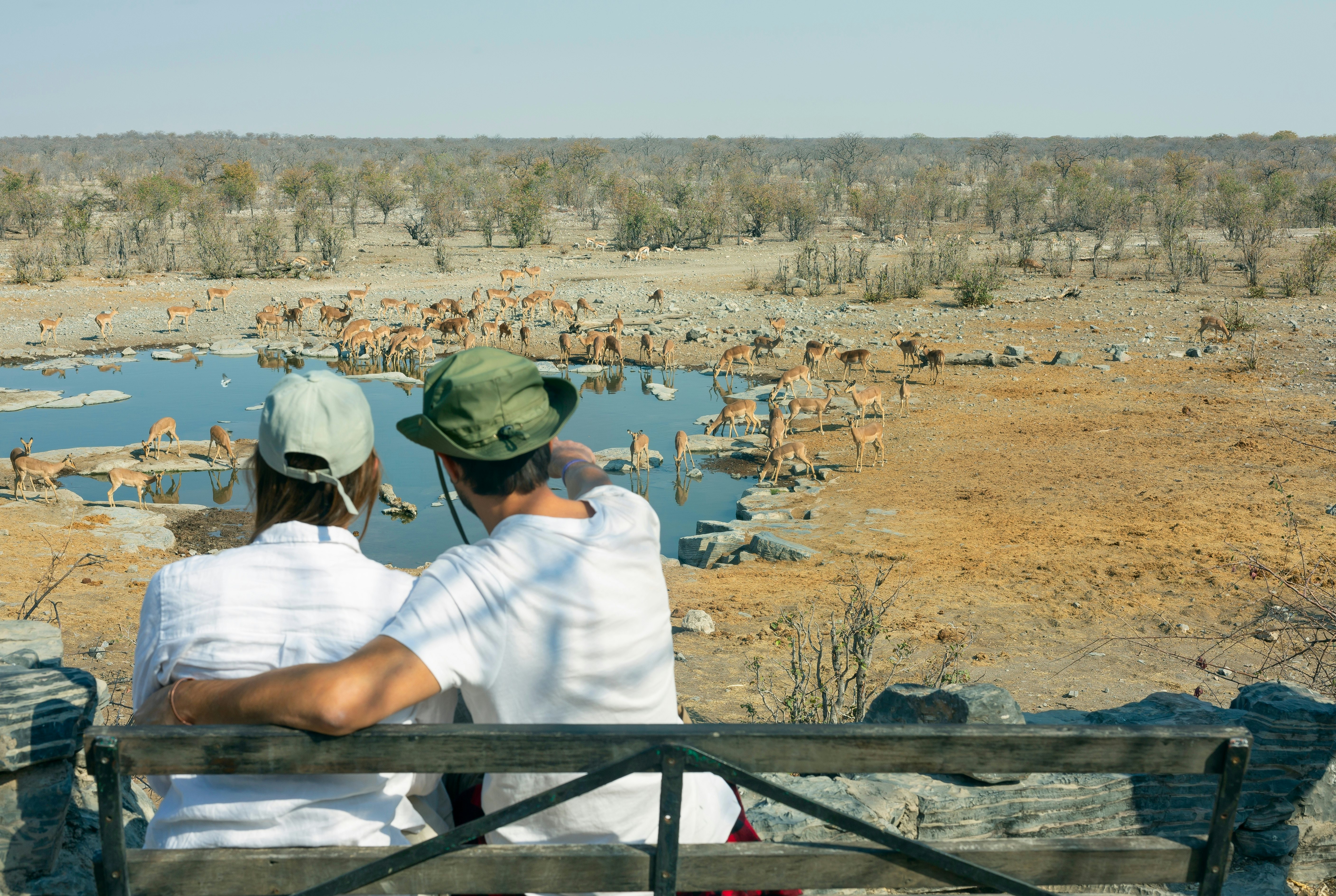 Rear view of young couple sitting on a bench and observing antelopes and other animals at a watering hole in the African savannah