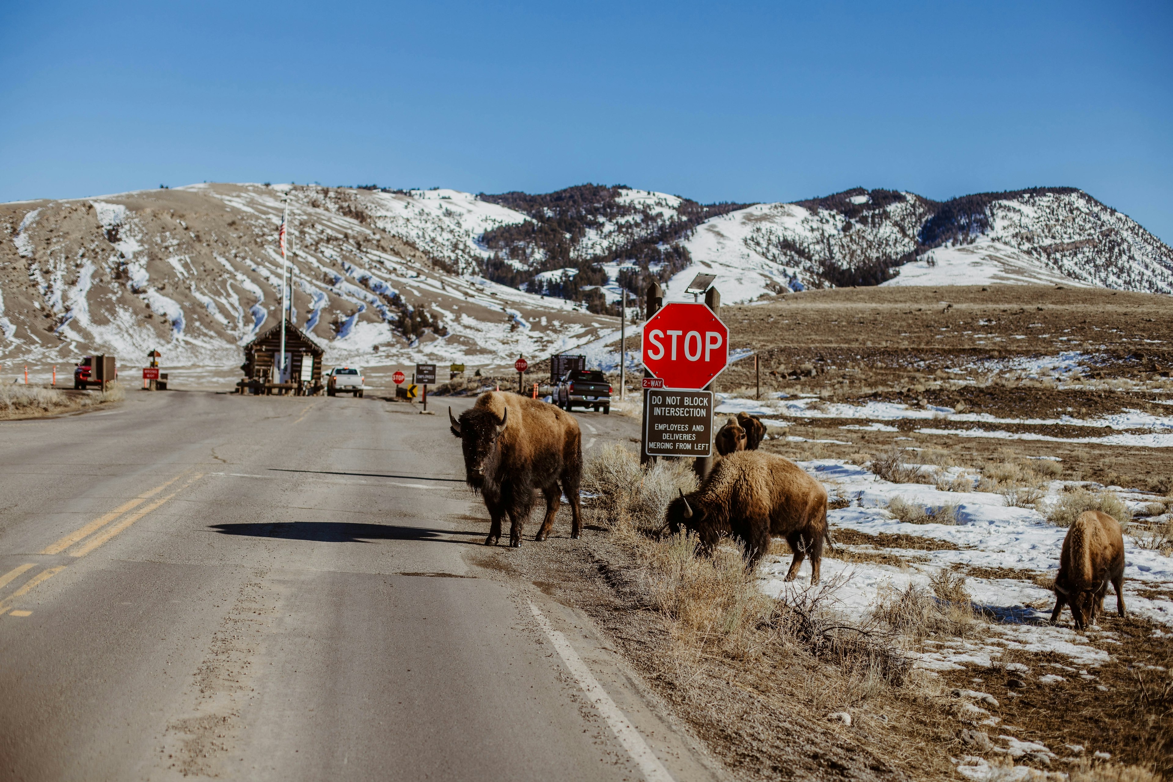 Bison at Yellowstone national park