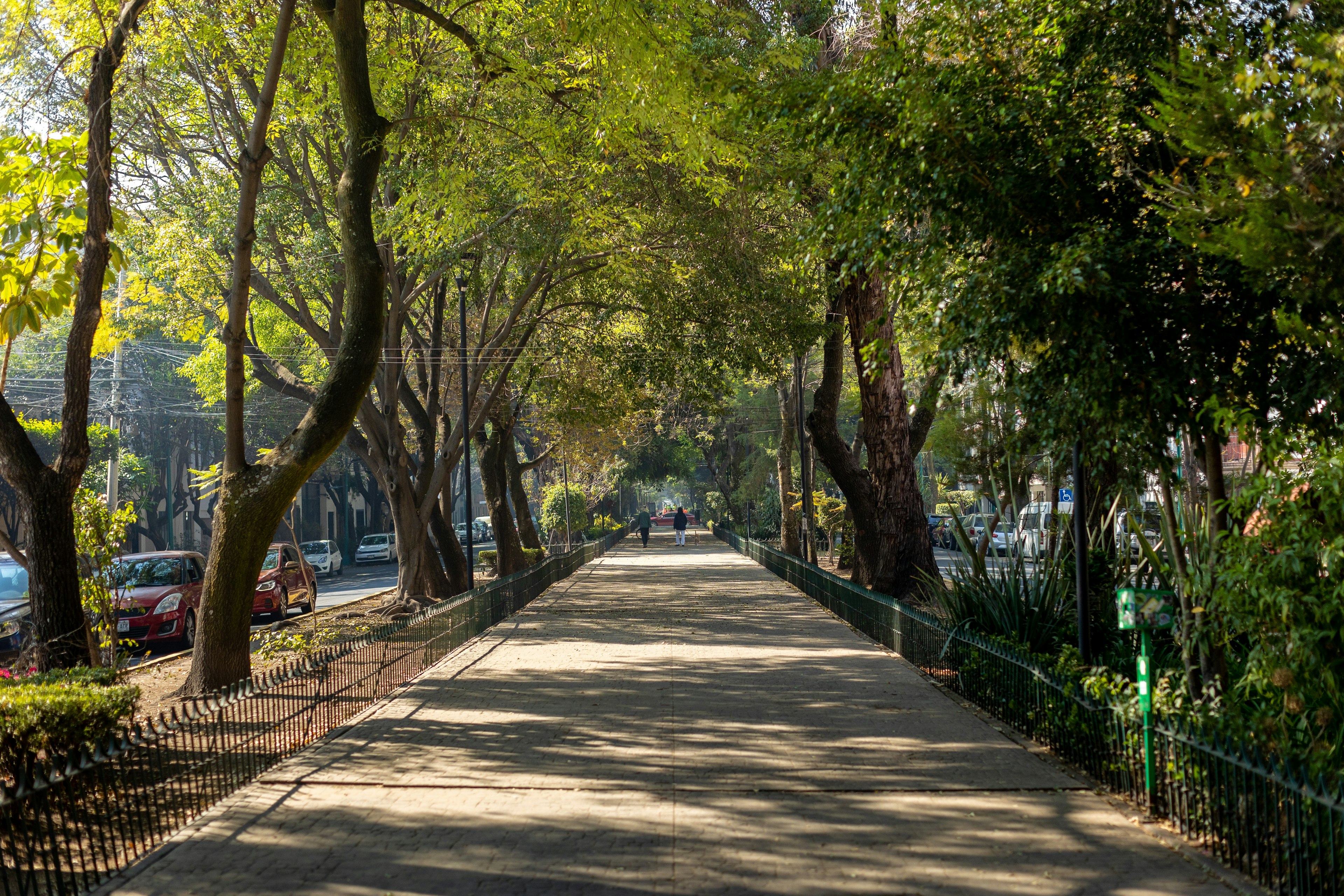 Dappled light hits a wide passageway on a tree-lined street in Condesa, Mexico City, Mexico