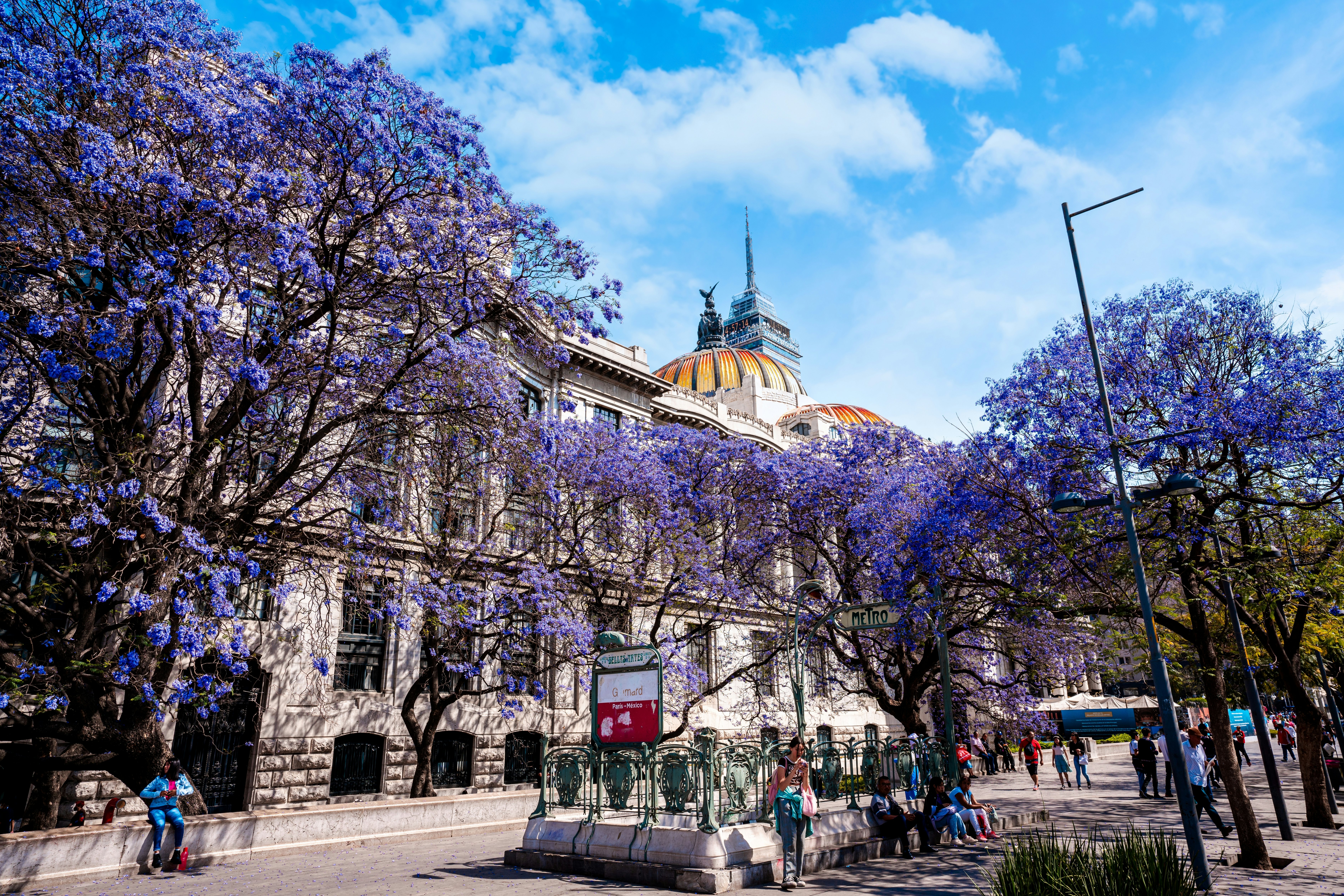 People walk a sidewalk under jacaranda trees bursting with purple blossoms, next to a large domed building