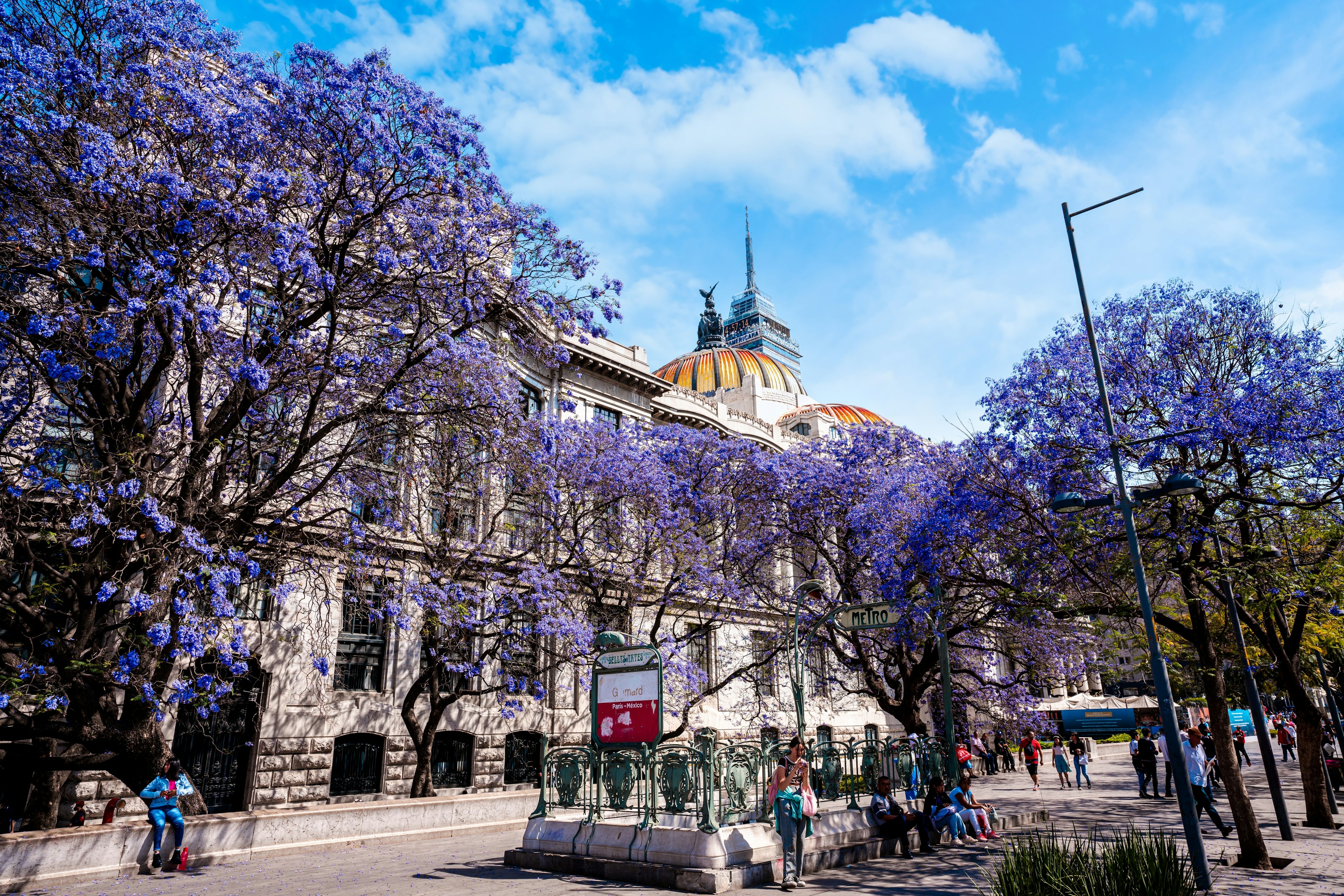 People walk a sidewalk under jacaranda trees bursting with purple blossoms, next to a large domed building