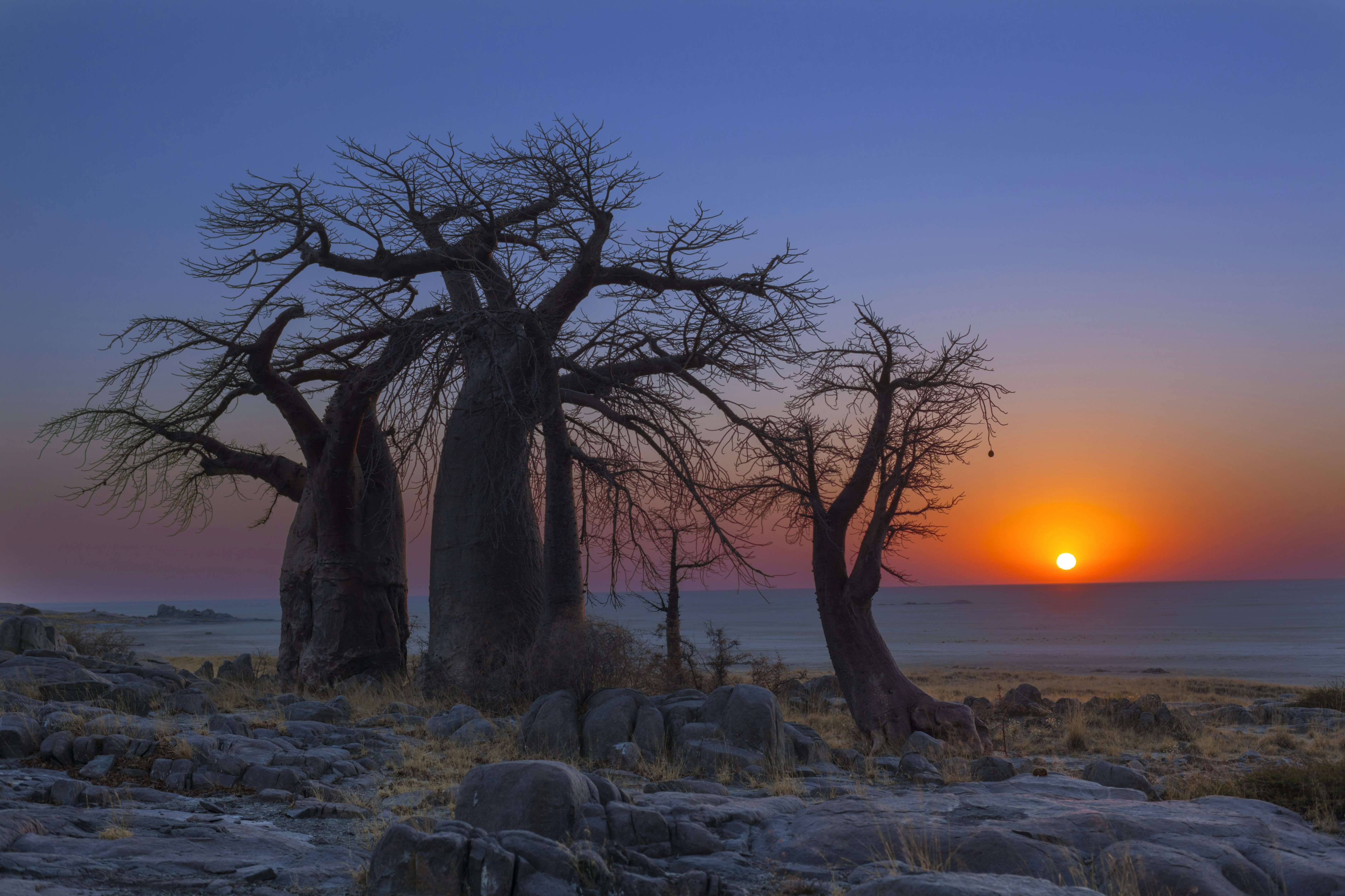 The sun rises over a desert, silhouetting three baobab trees in the foreground. The sky shows rich purple and orange hues.