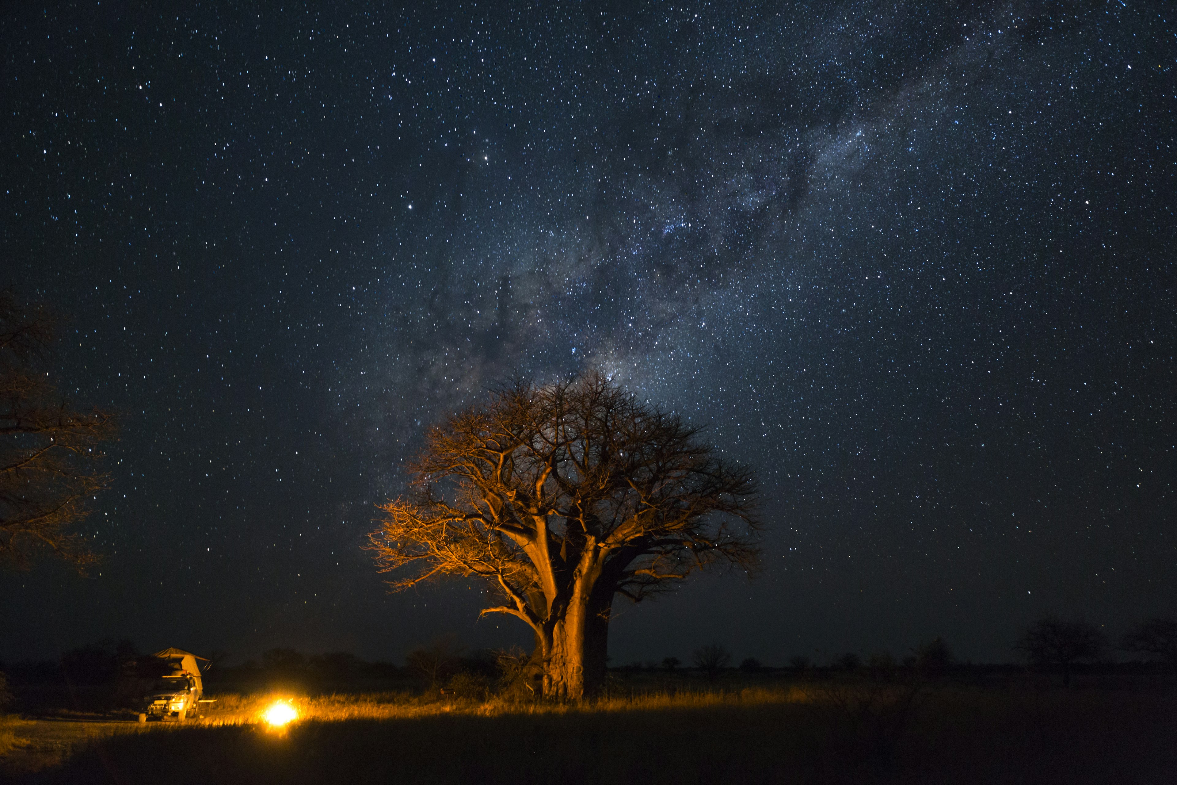 A campfire burns under a baobab tree at night in the desert. Thousands are stars are visible in the night sky.