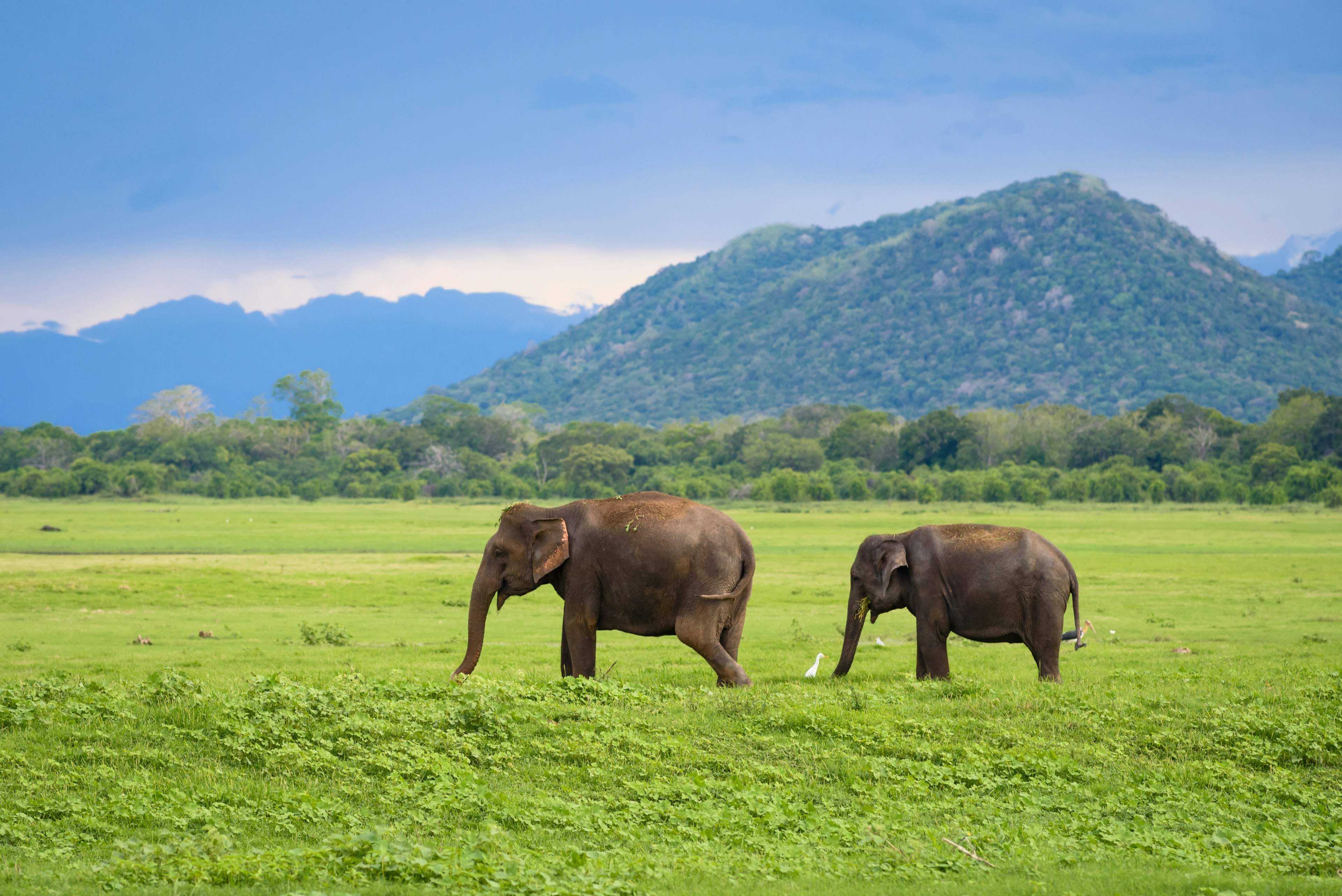 Two young Asian elephants walk through a field in front of low hills.