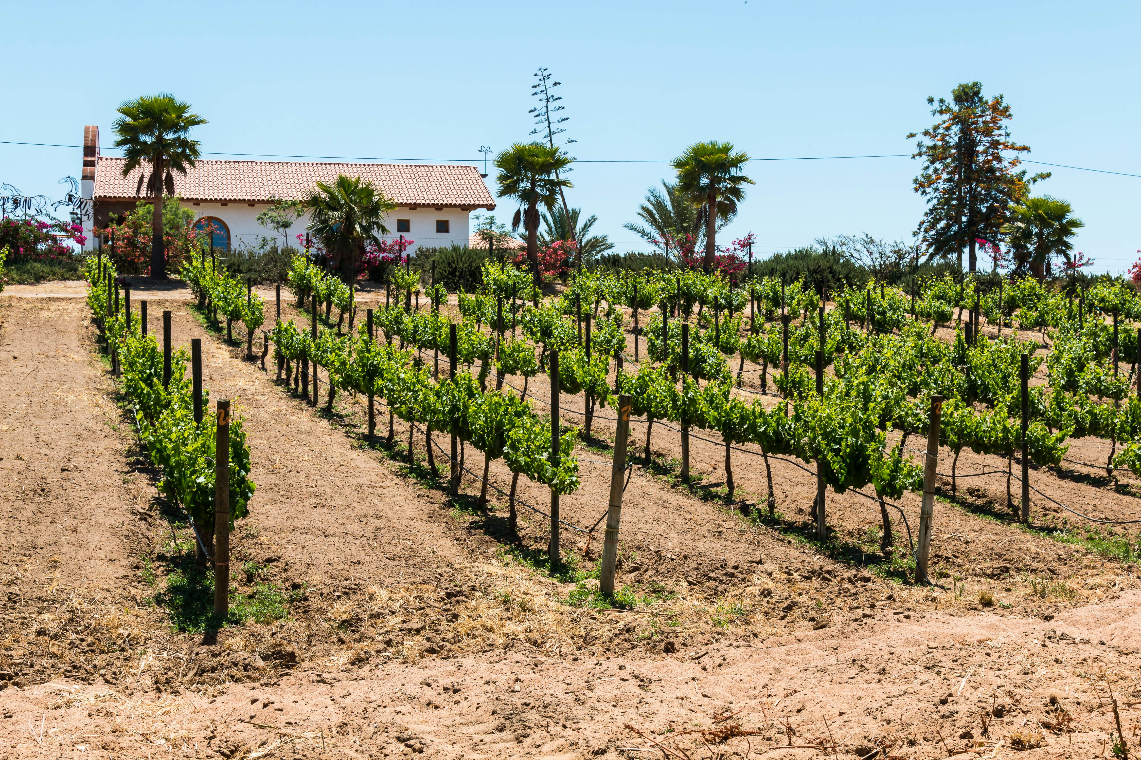 Young grape vines with green leaves grow in rows in a field Palm trees and a house are visible in the distance