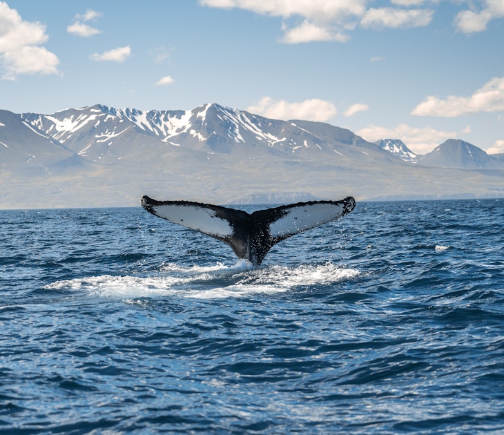 Whale's tail fin emerges from the water off the coast of Husavik.
1125880346
animal, aquatic, arctic, background, bay, beautiful, blue, destination, dive, ecology, environment, global, humpback, husavik, húsavík, ice, iceland, landscape, mammal, mountain, nature, ocean, peak, sea, snow, source, tail, travel, watching, water, whale, wild, wildlife