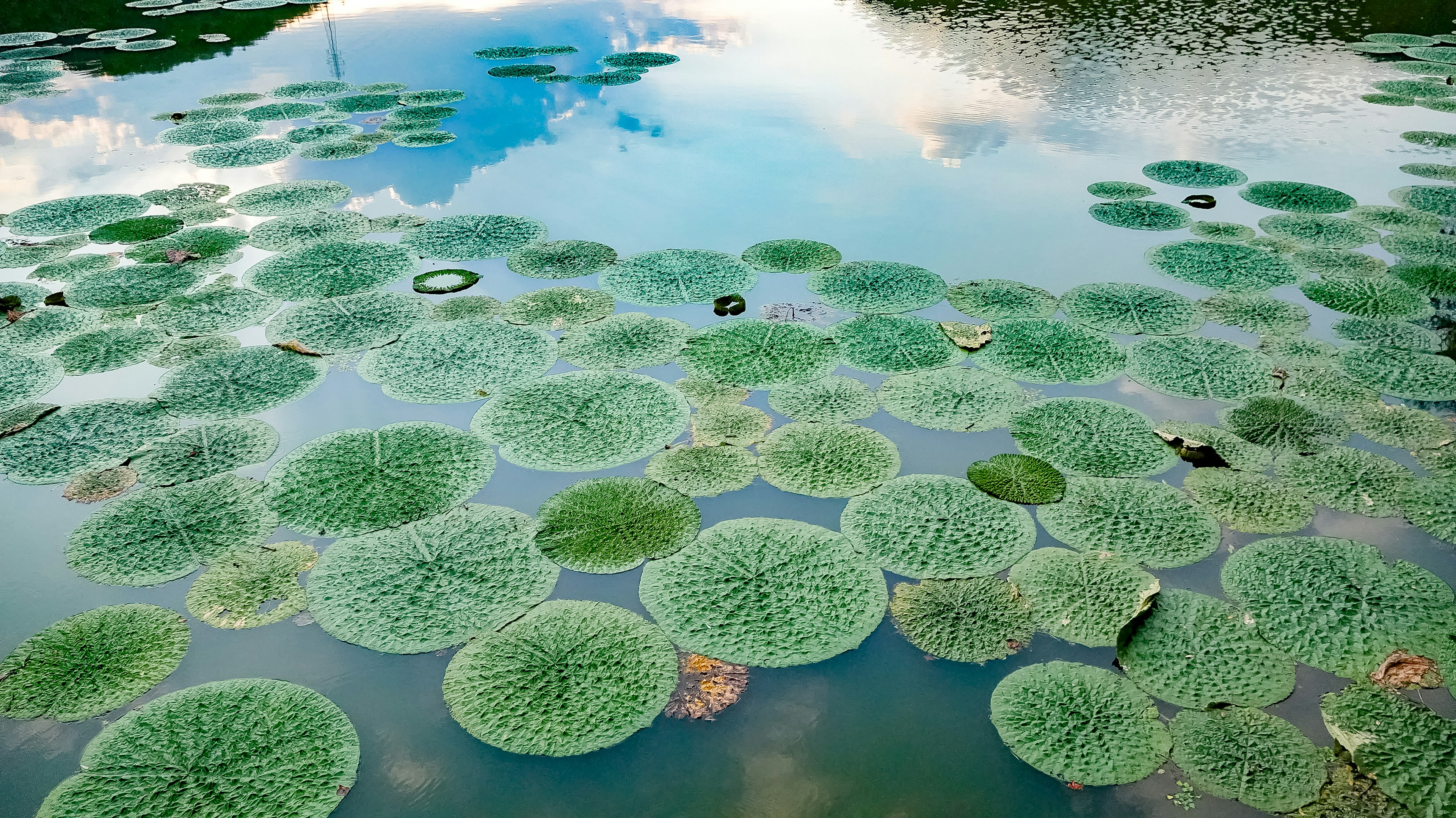 Prickly water lilies floating on a lake in the Kinki region.