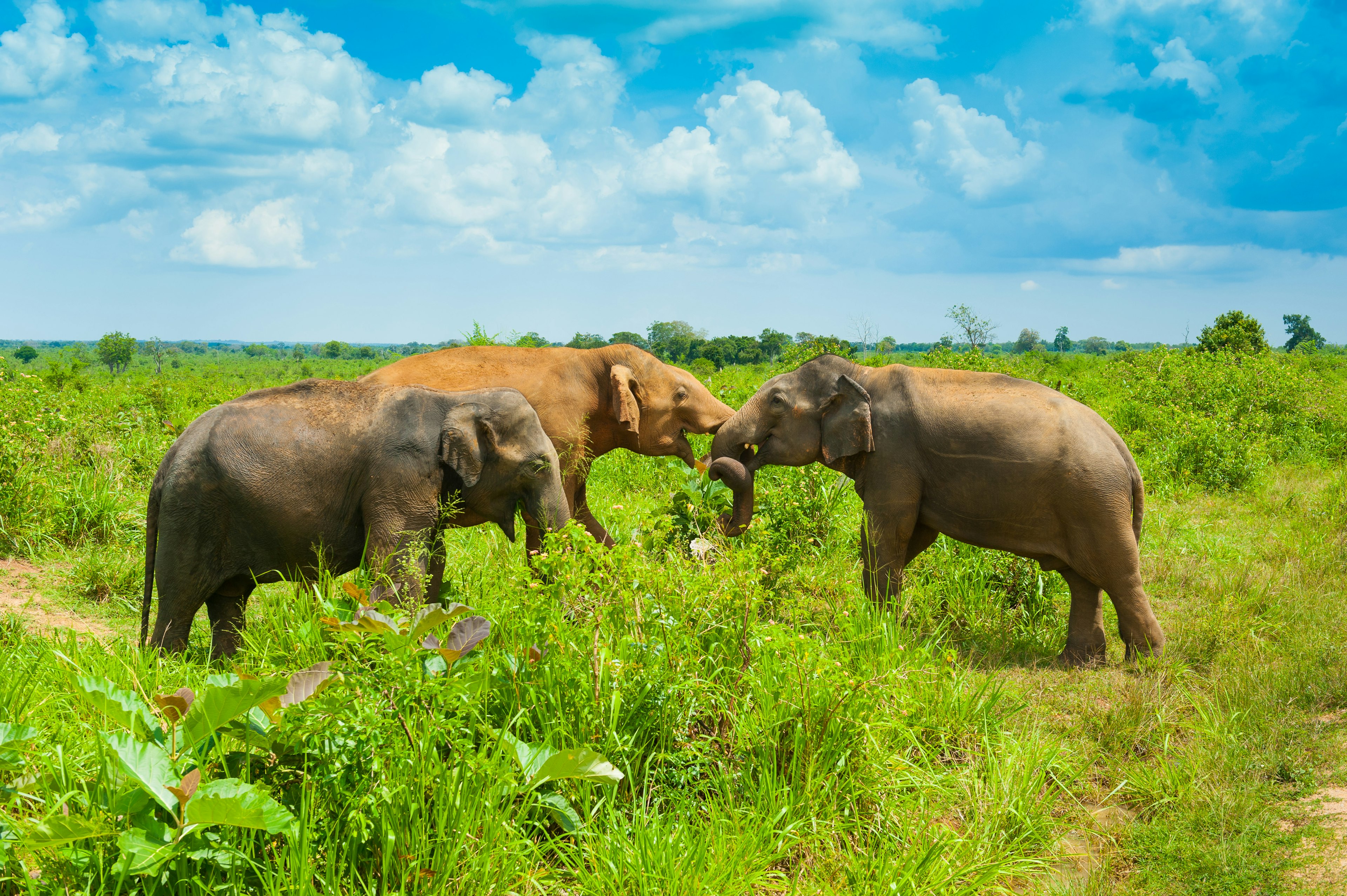 A group of three wild elephants in grassland