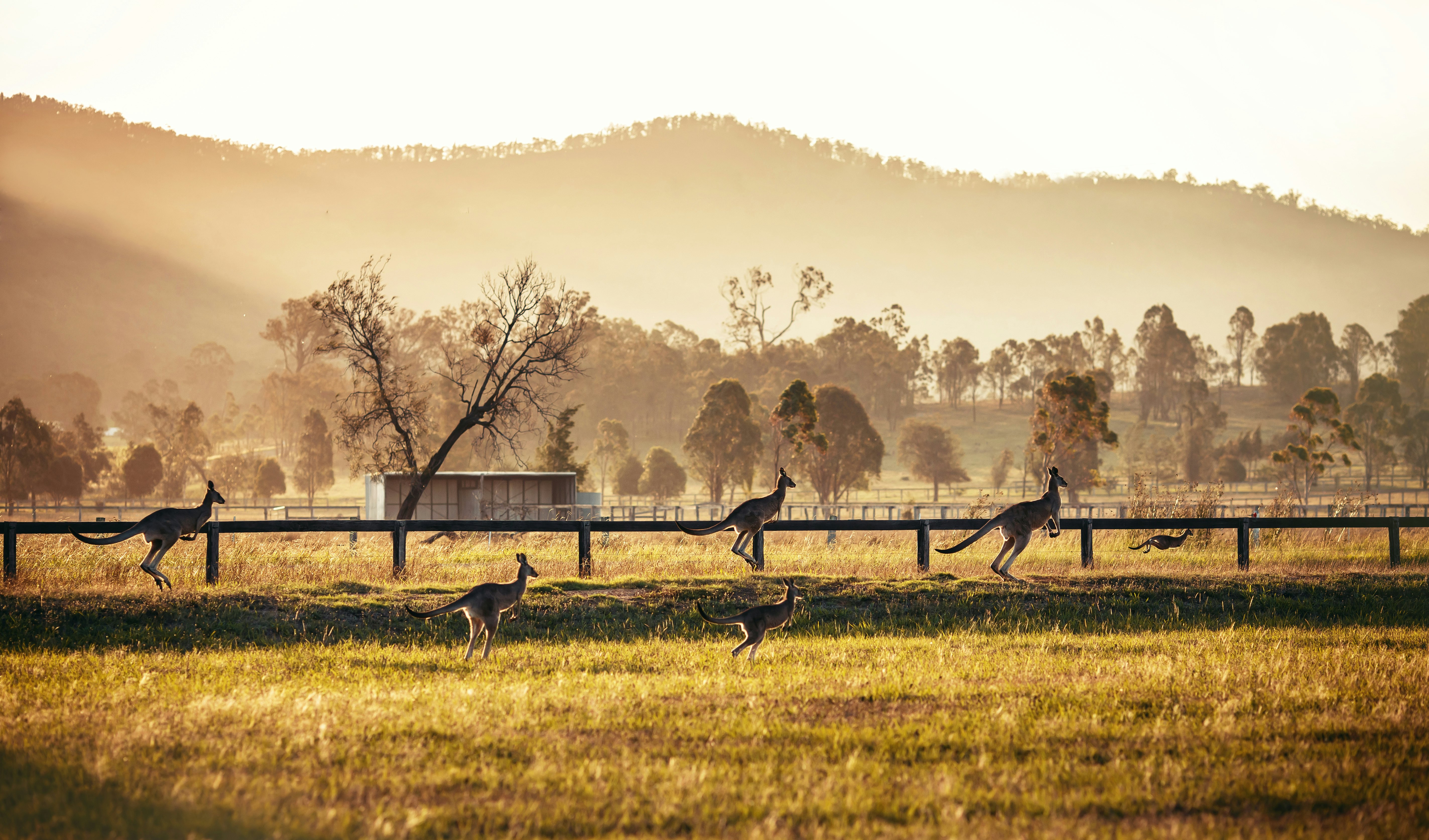 A group of kangaroos bouncing through grassland in a rural landscape.
