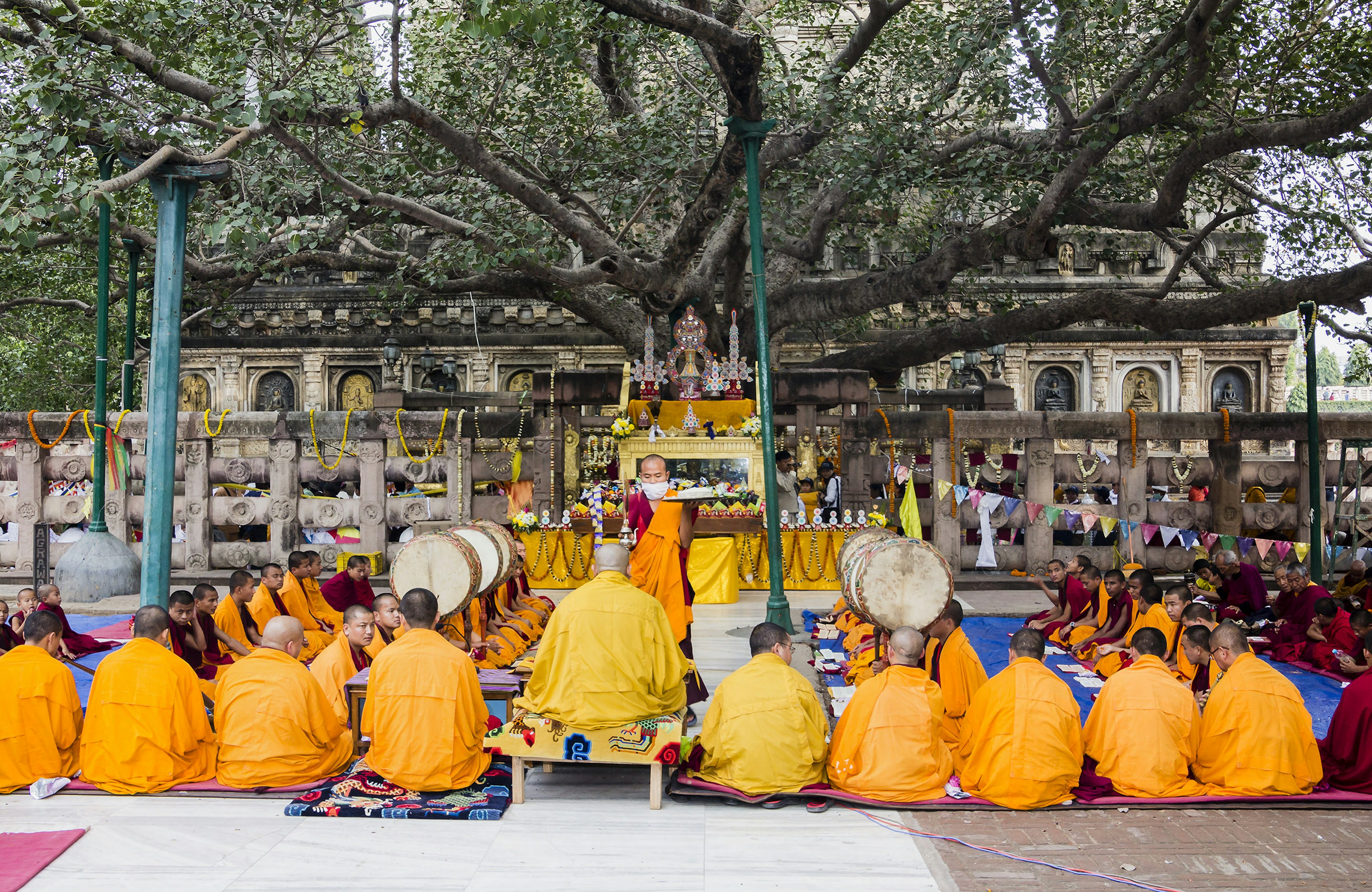 Monks wearing yellow robes sit facing a large tree with an altar underneath.