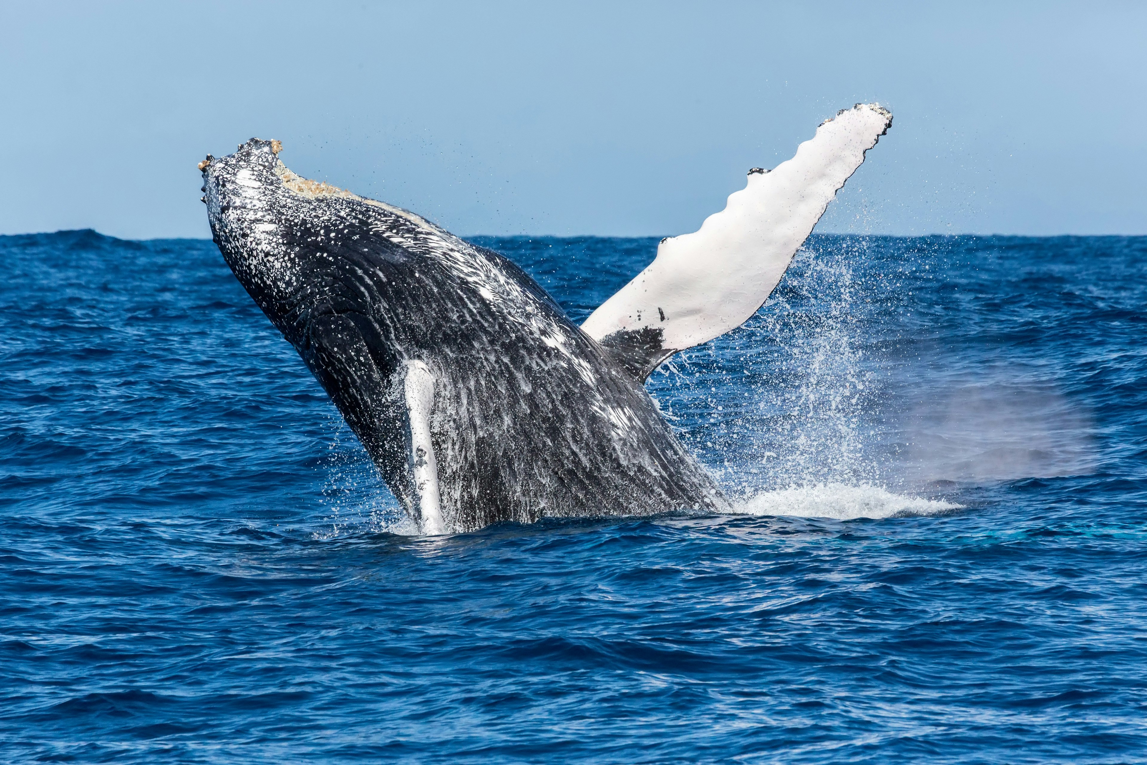 Humpback whale breaching off the coast of Madagascar.