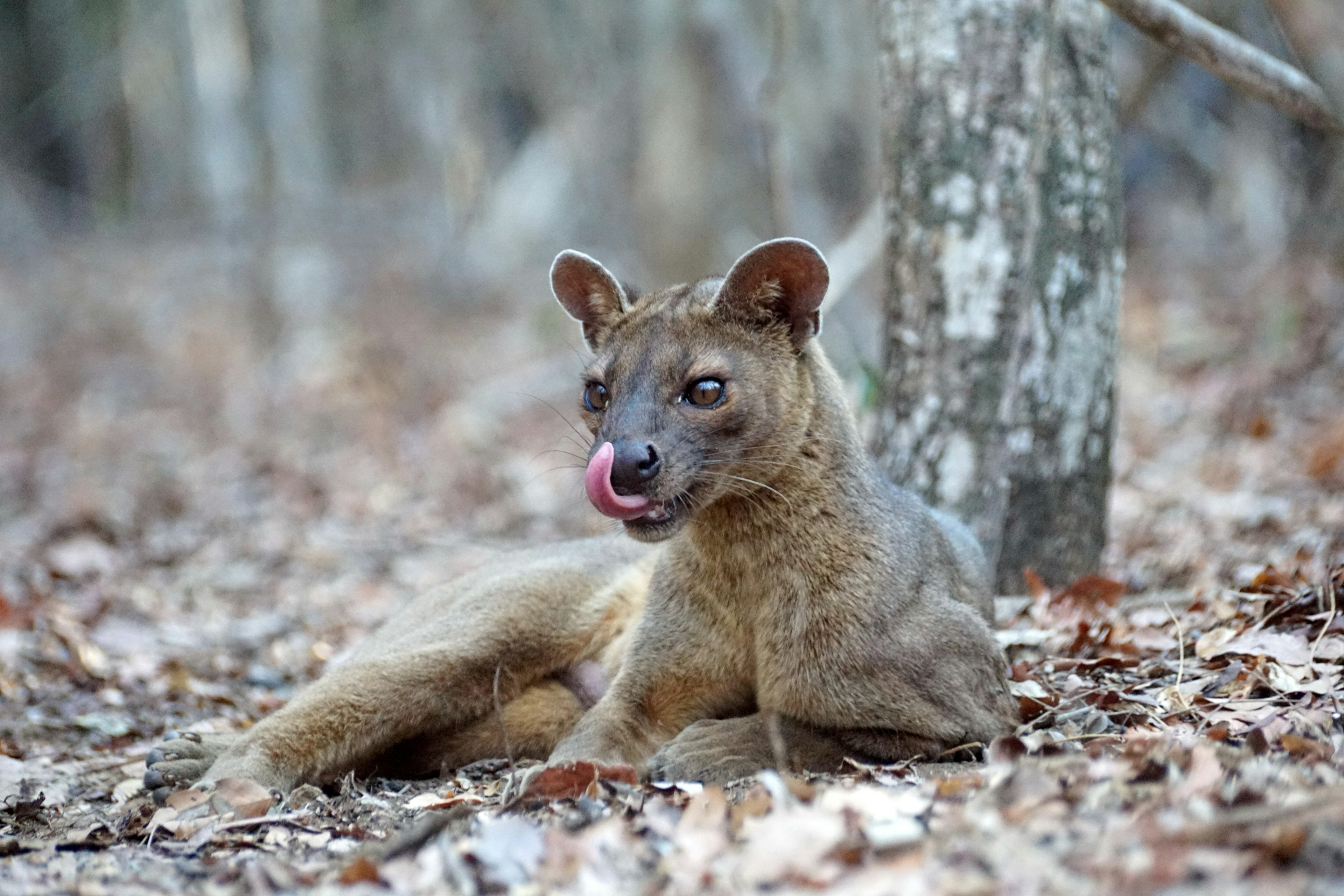 A Furry Brown Fossa (CryptoProcta Ferox) Lies on the Ground in the and Licks Its Lips