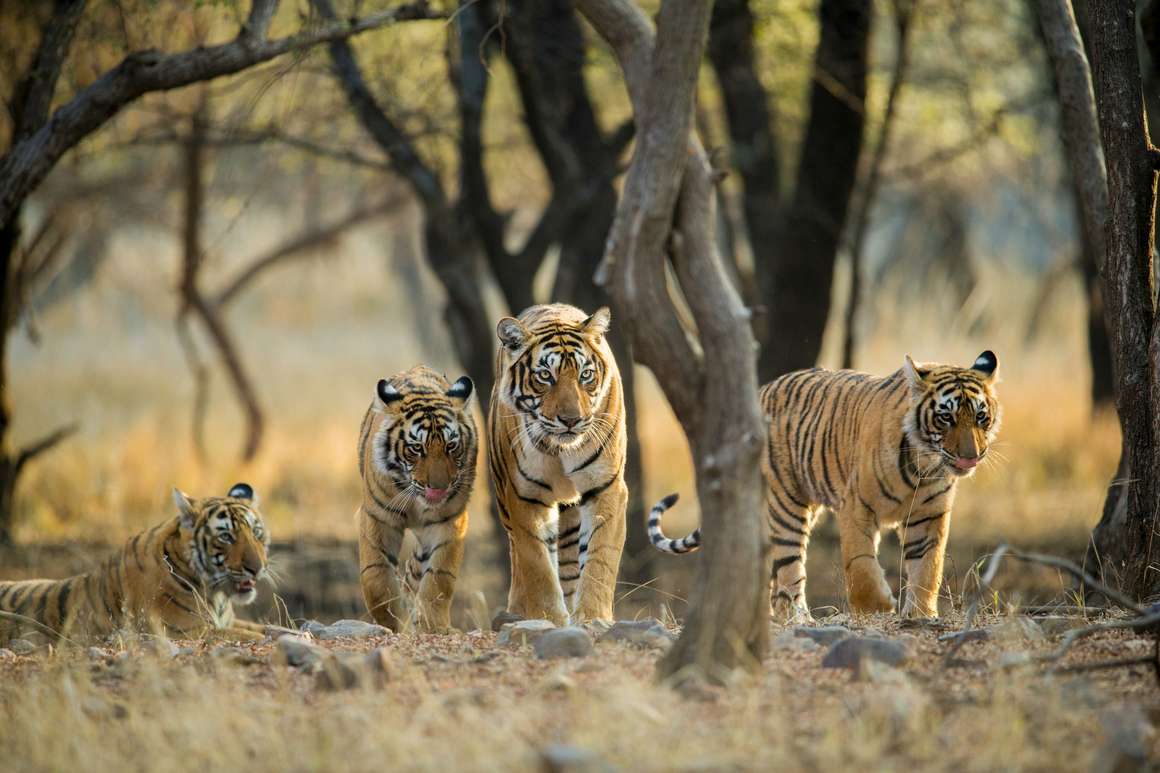 Tiger family among trees in the early morning at Ranthambhore National Park, Rajasthan, India.