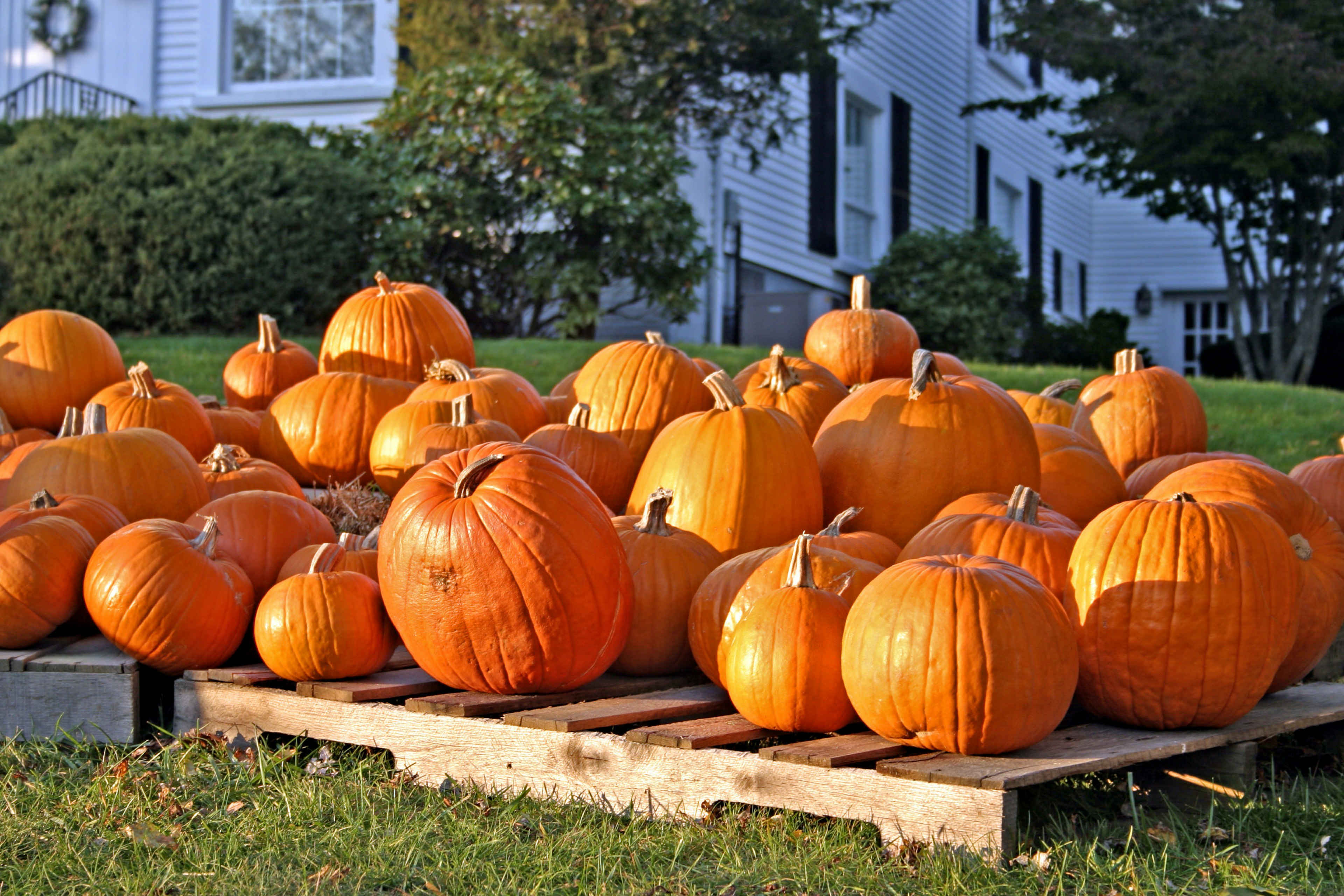 Stock image of pumpkin display during Harvest Festival in New England, USA