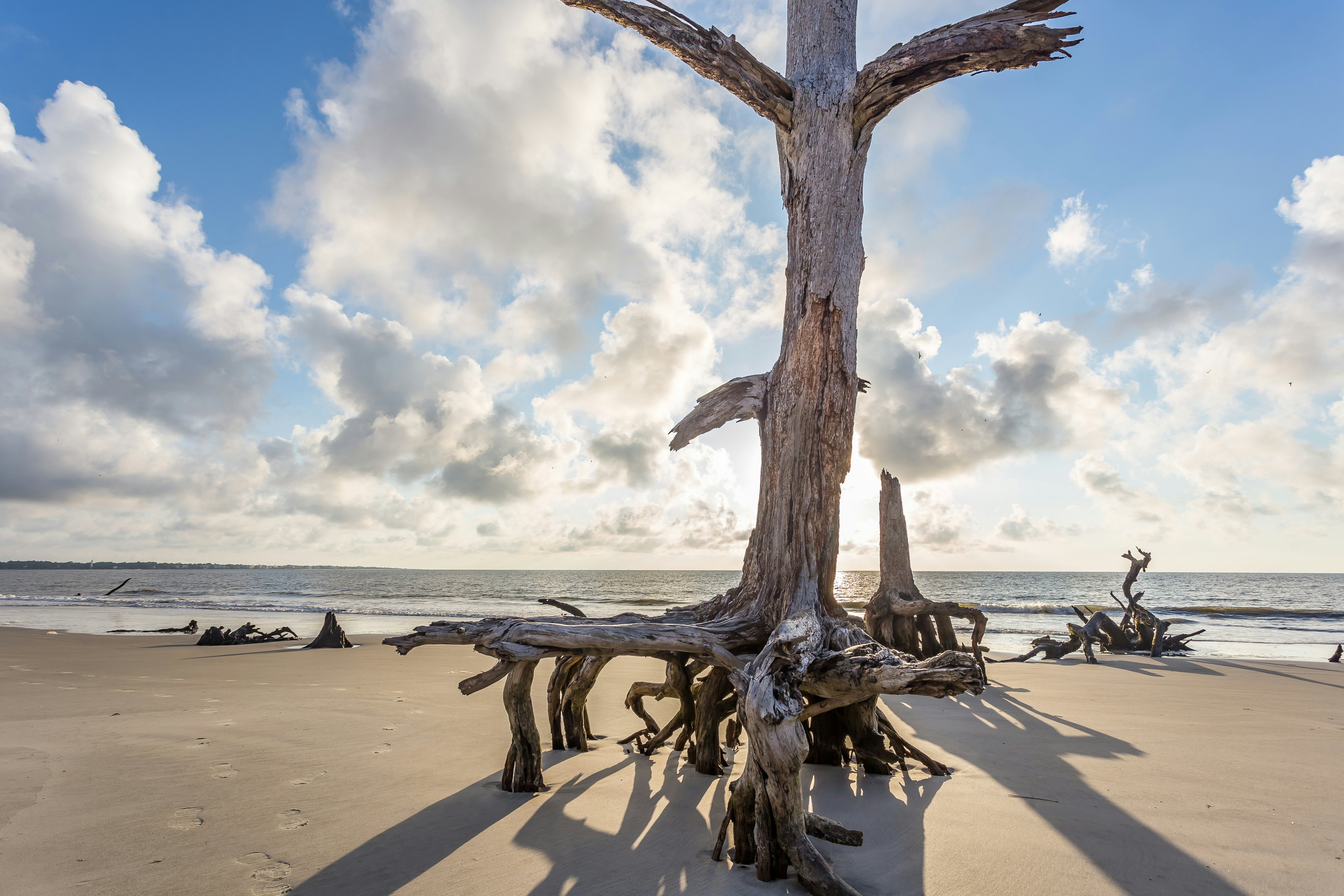 Driftwood Beach on Jekyll Island, Georgia