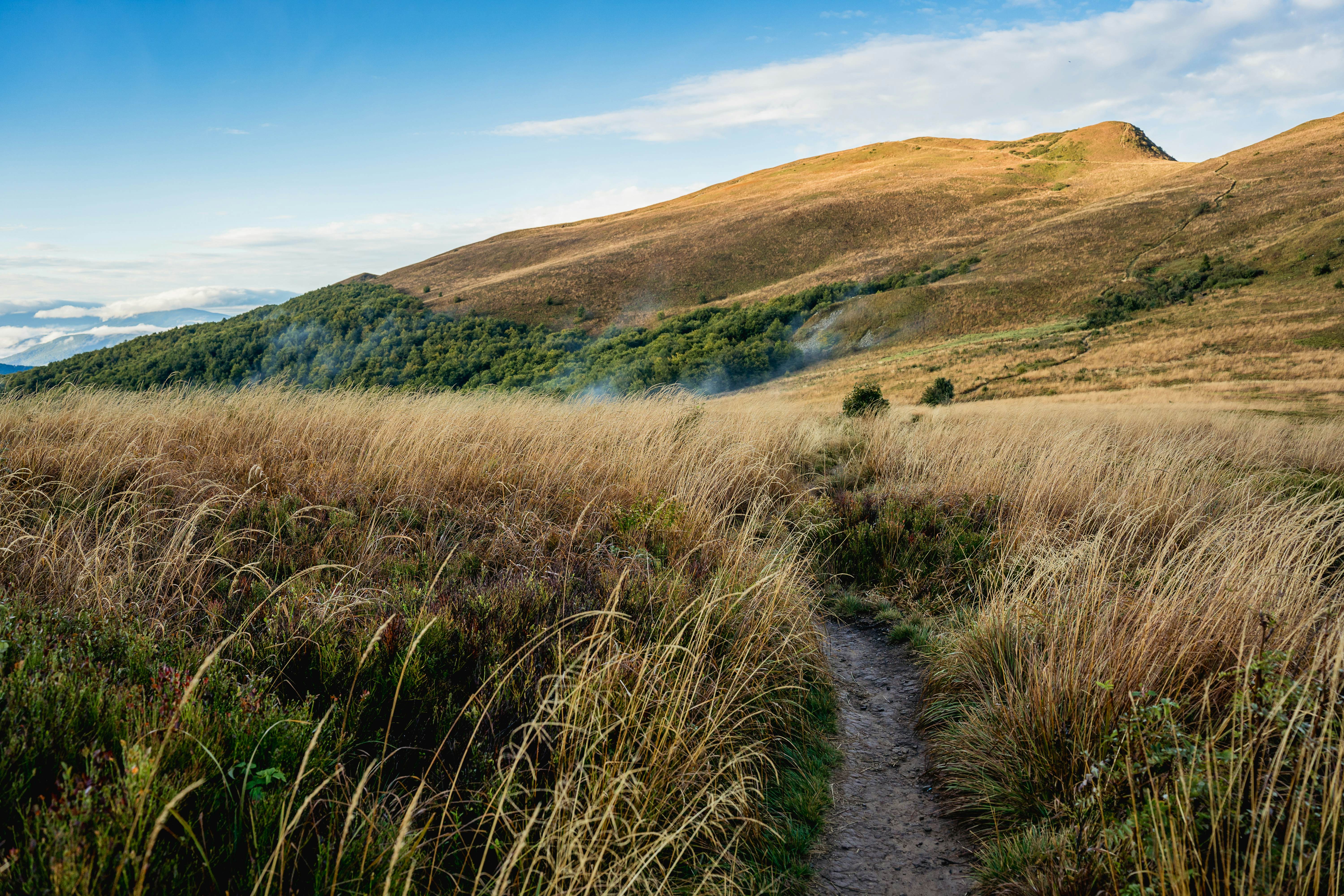 Misty grasslands on the slopes of Mt Tarnica, Poland.