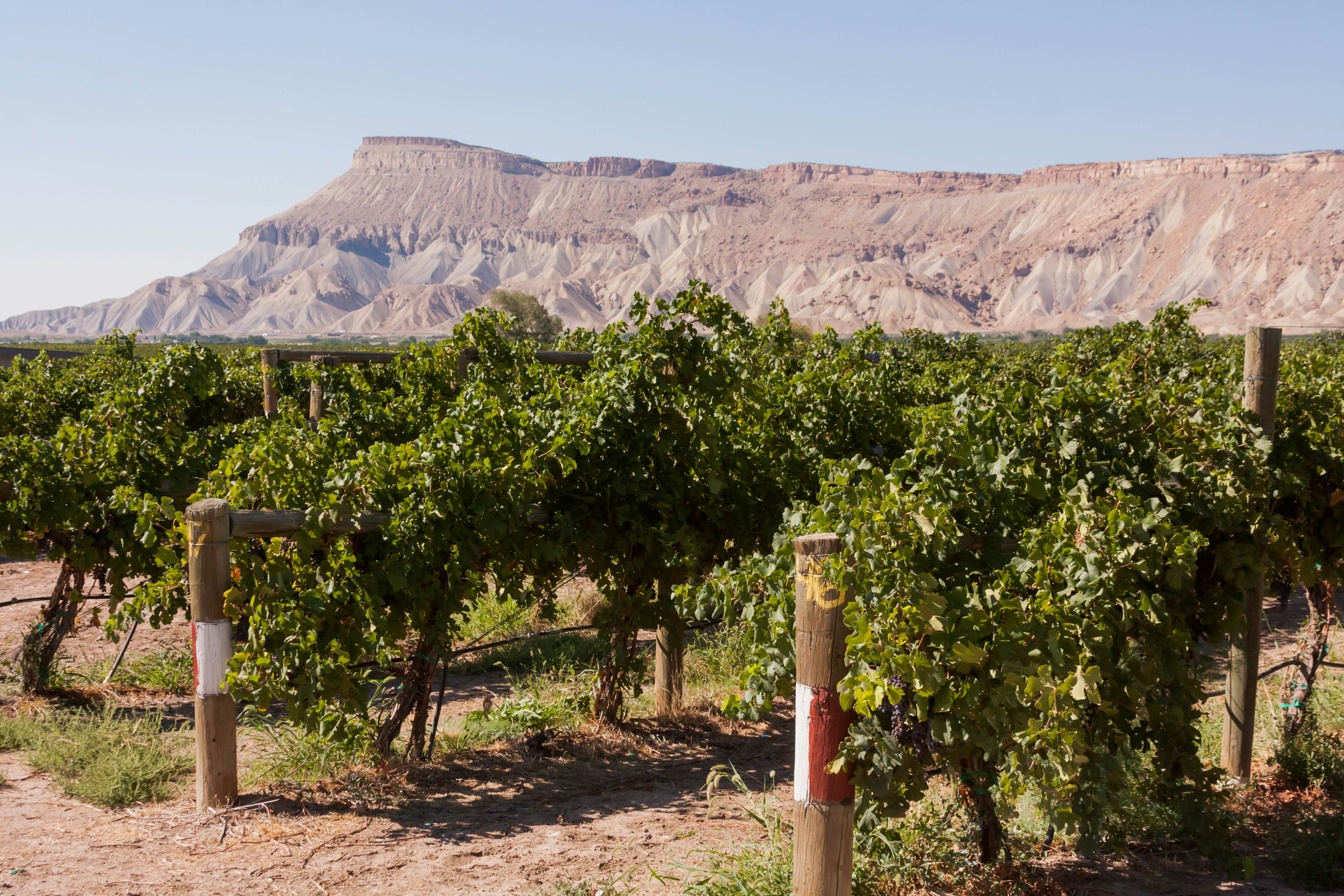 Rows of wine grapes with a mesa in the background in the Grand Valley in Palisades, Colorado