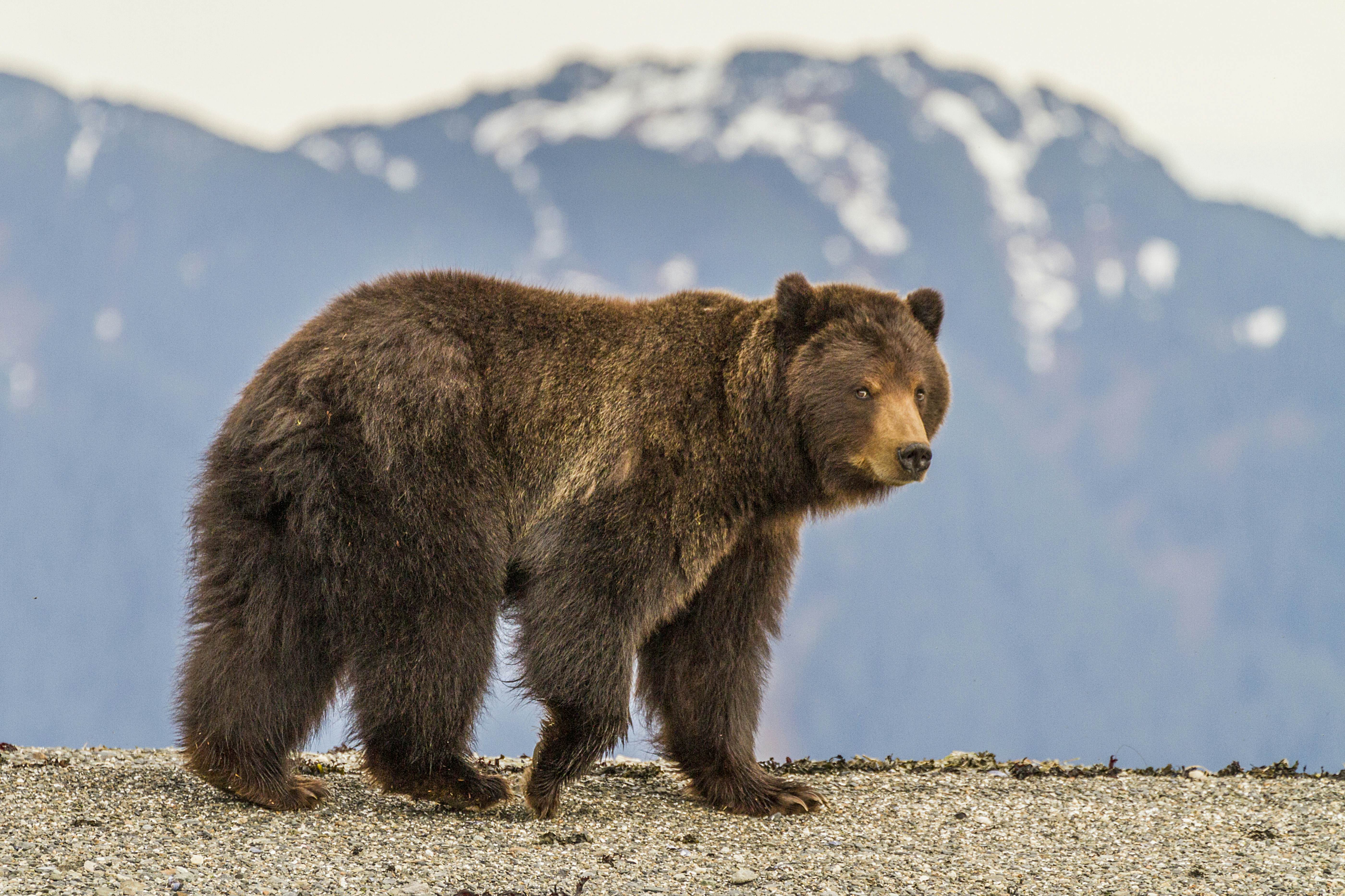 Brown bear on the rocky shore of Pack Creek on Admiralty island, Juneau, Alaska.