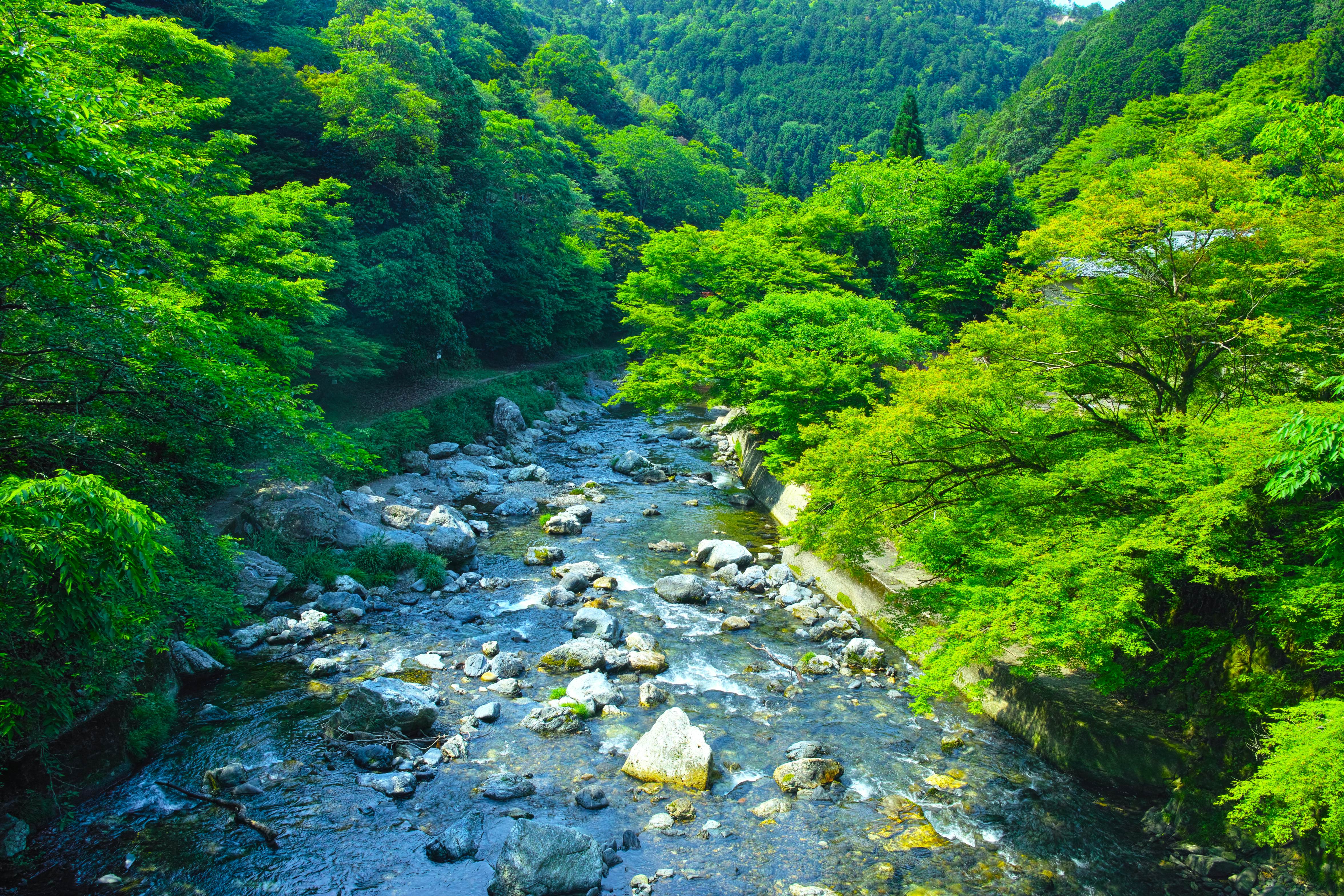 Maple trees along the Kiyotaki River near Kyoto, Japan.