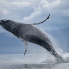 A humpback whale breaching near Juneau, Alaska.