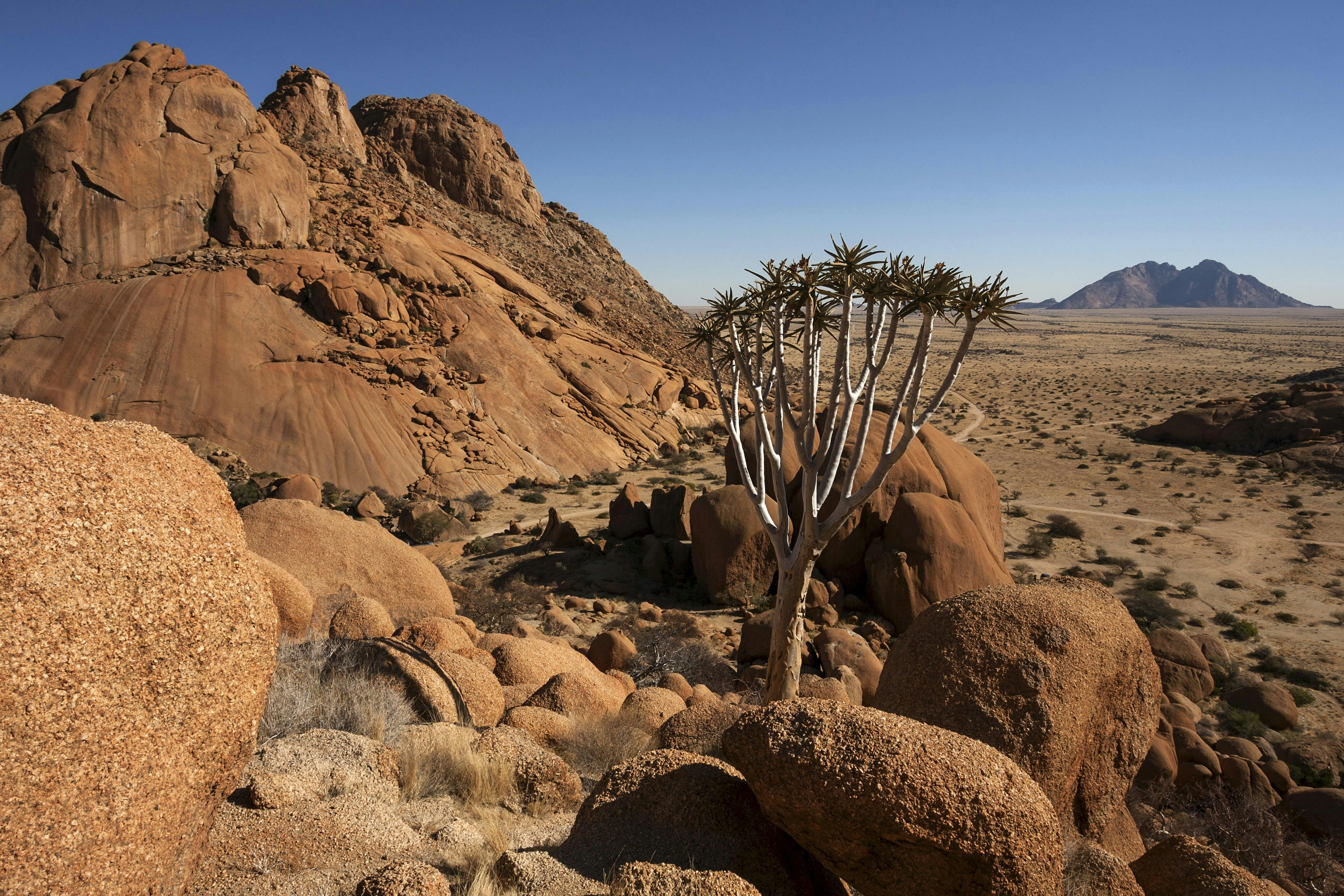 Quiver tree and rocky outcrops in Damaraland, Namibia.