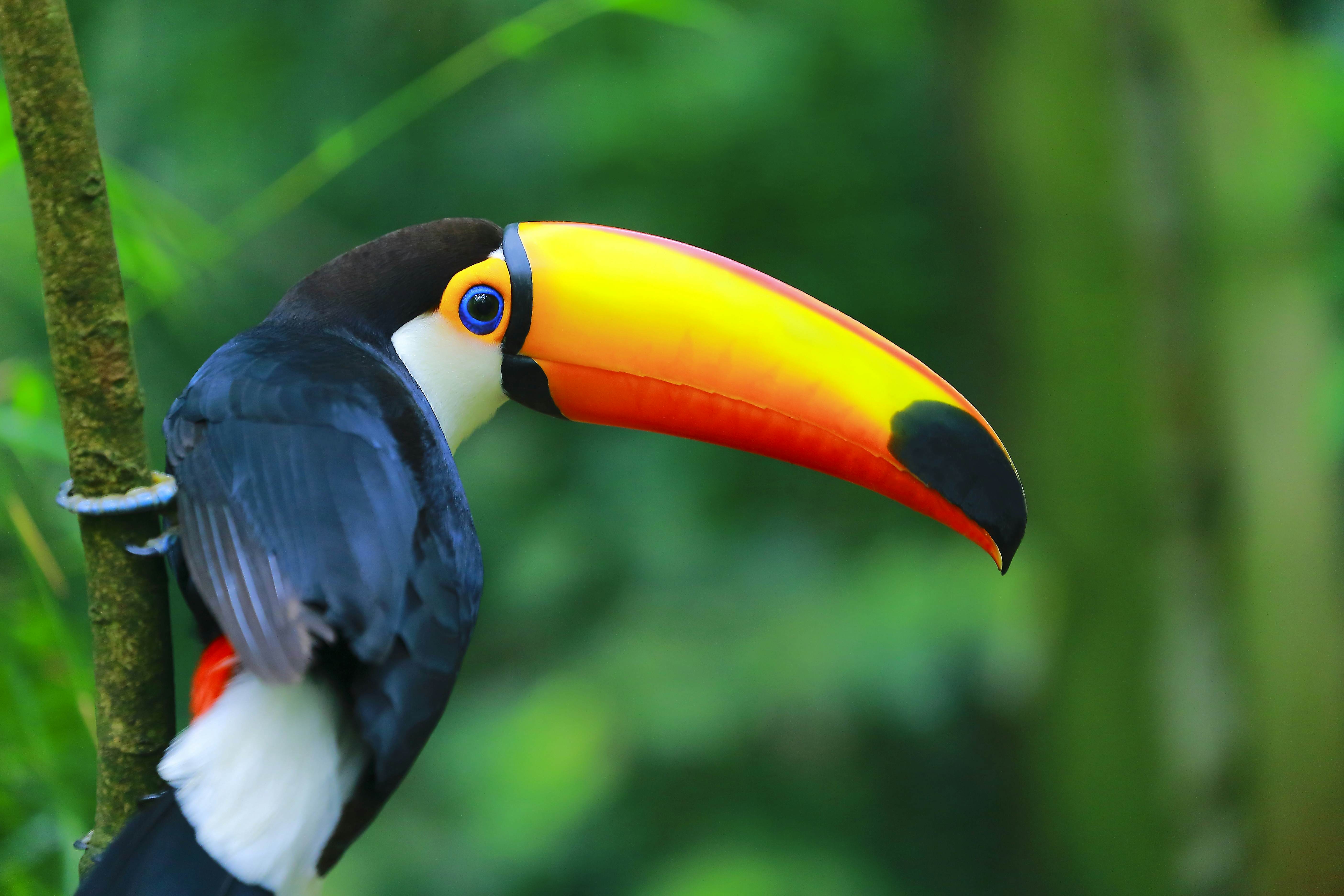 A colorful toucan in the rainforest in Brazil.