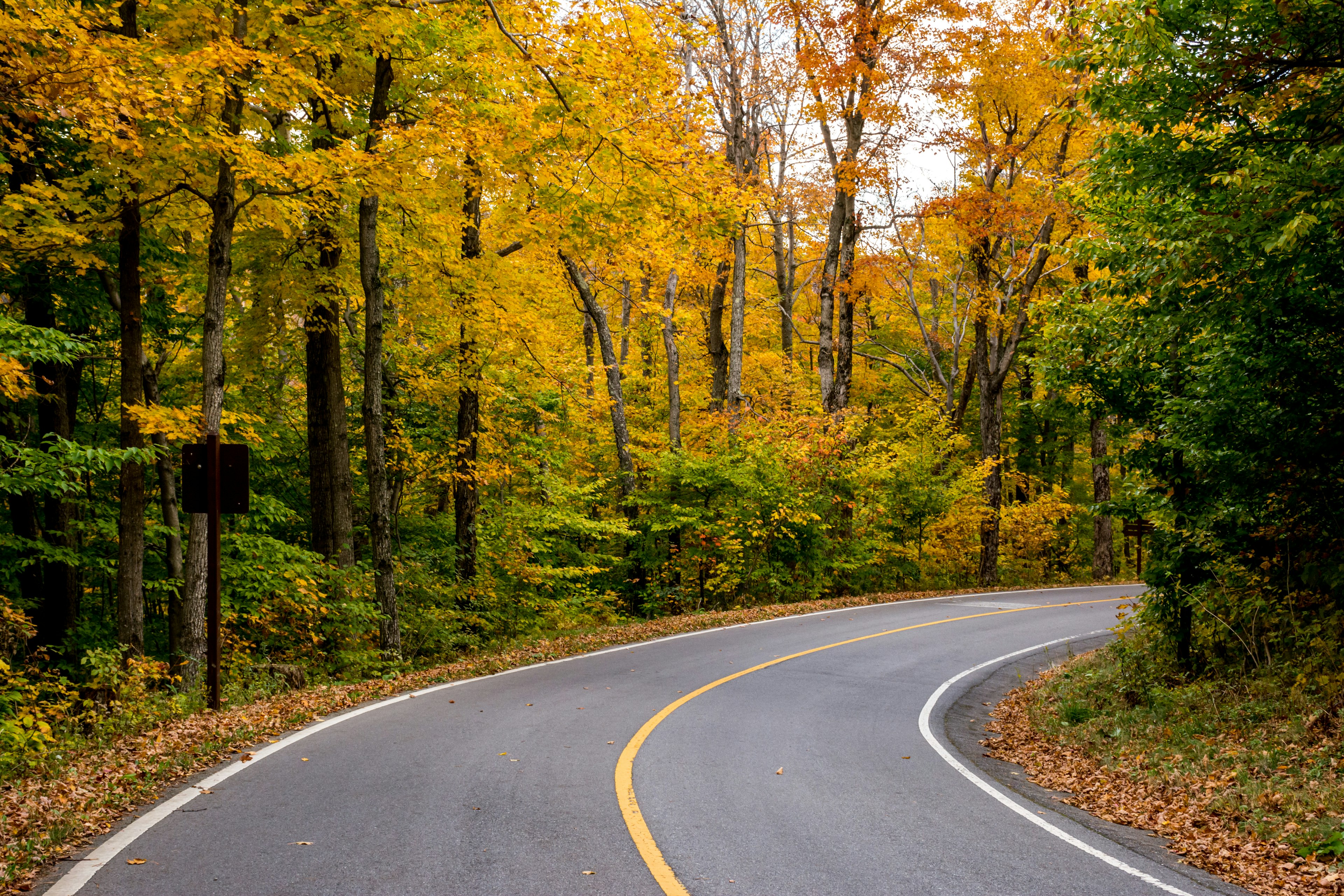 Road through thick fall foliage in Mt Greylock State Reservation.