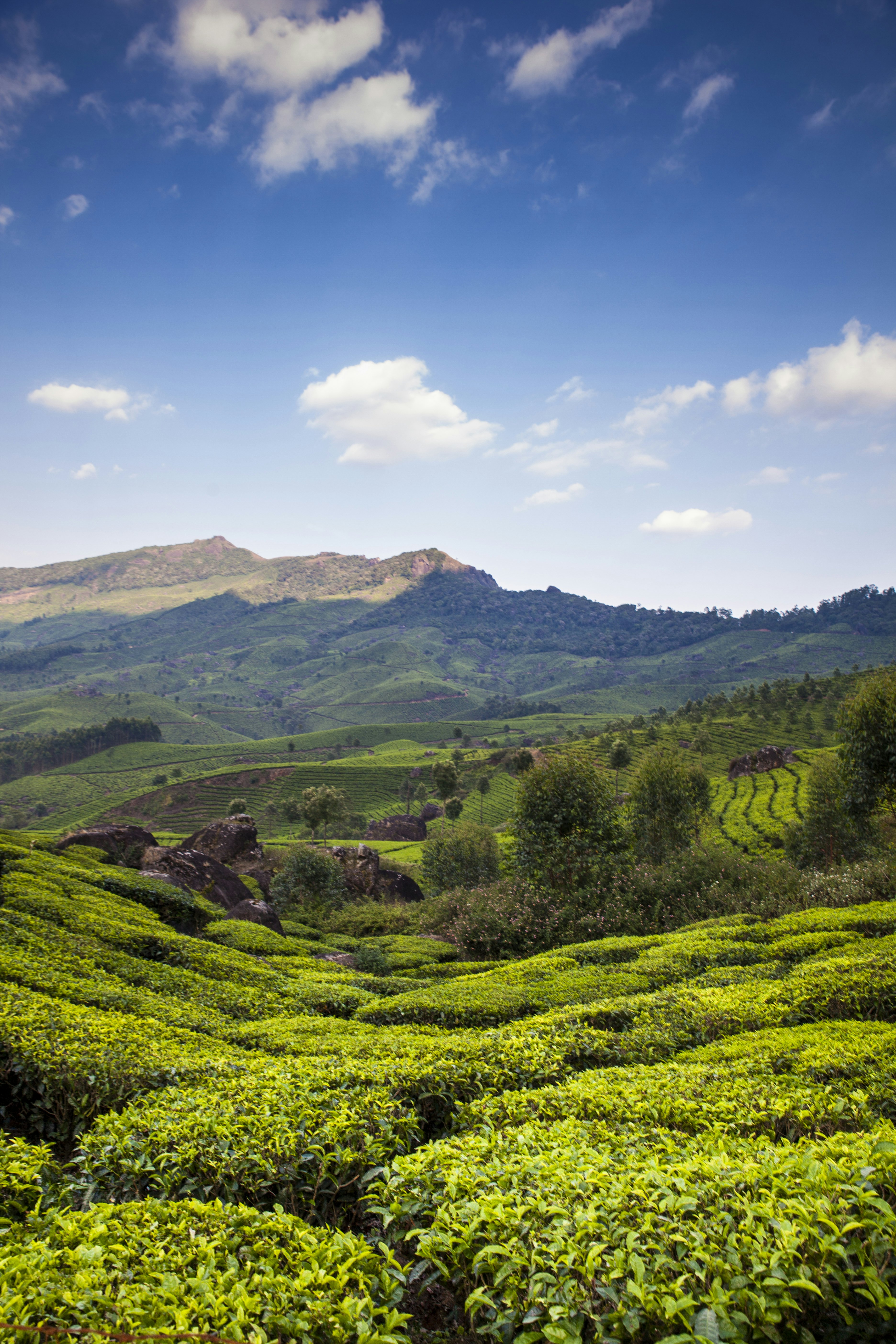 Tea growing on hillsides in Munnar, India