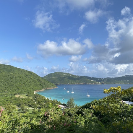 Guana Island BVI Chamidae