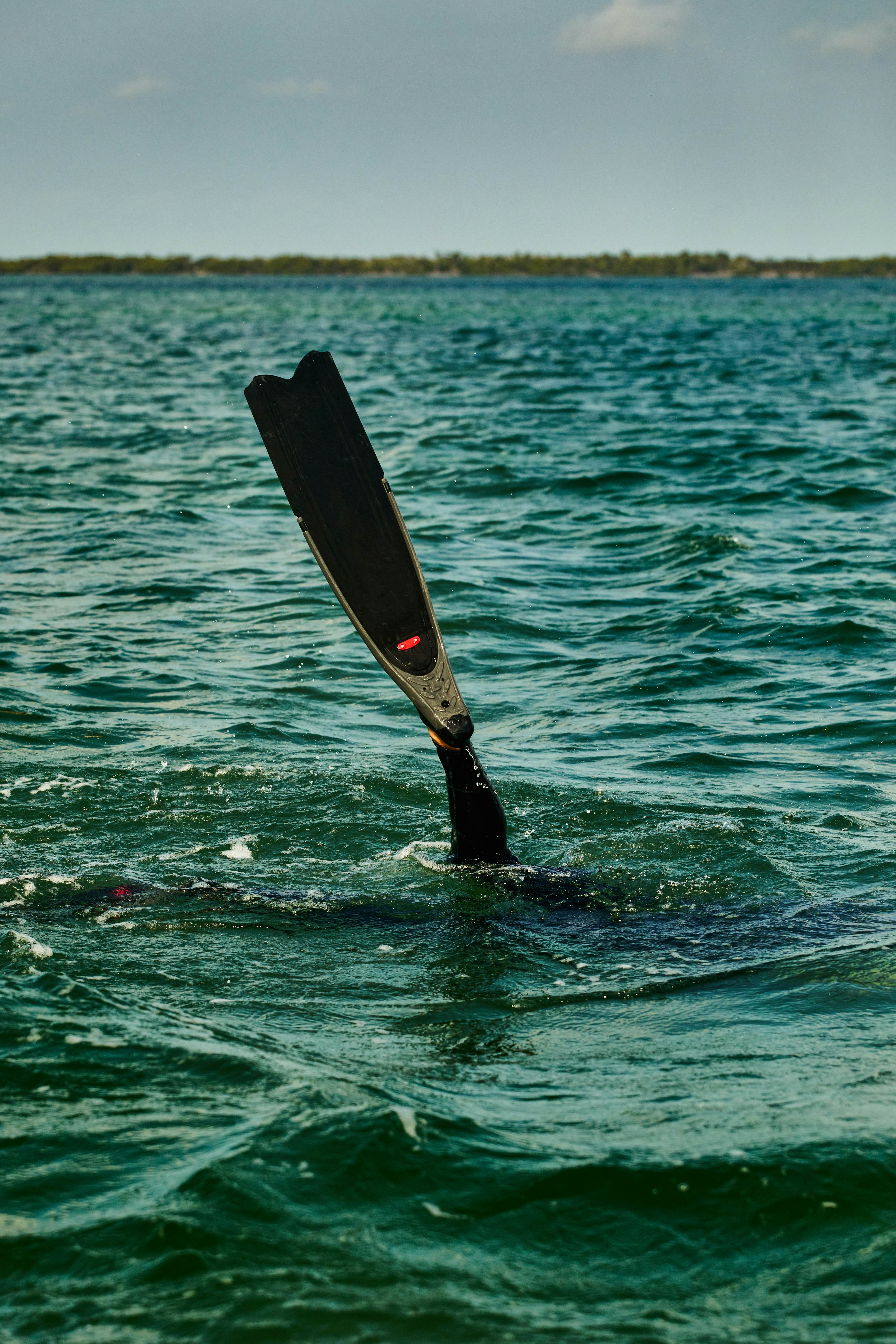 Scenes of fish life and coral in the Florida Keys