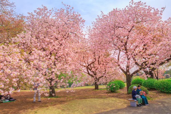 5 places to see cherry blossoms in Japan in 2025