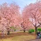 Tokyo, Japan - April 17, 2017: people relaxing under blossoming cherry tree in Shinjuku Gyoen National Garden. Shinjuku Gyoen is the best places in Tokyo to see cherry blossoms. Springtime, blu sky.  License Type: media  Download Time: 2023-11-28T15:43:15.000Z  User: nic.dhoedt_lonelyplanet  Is Editorial: Yes  purchase_order: