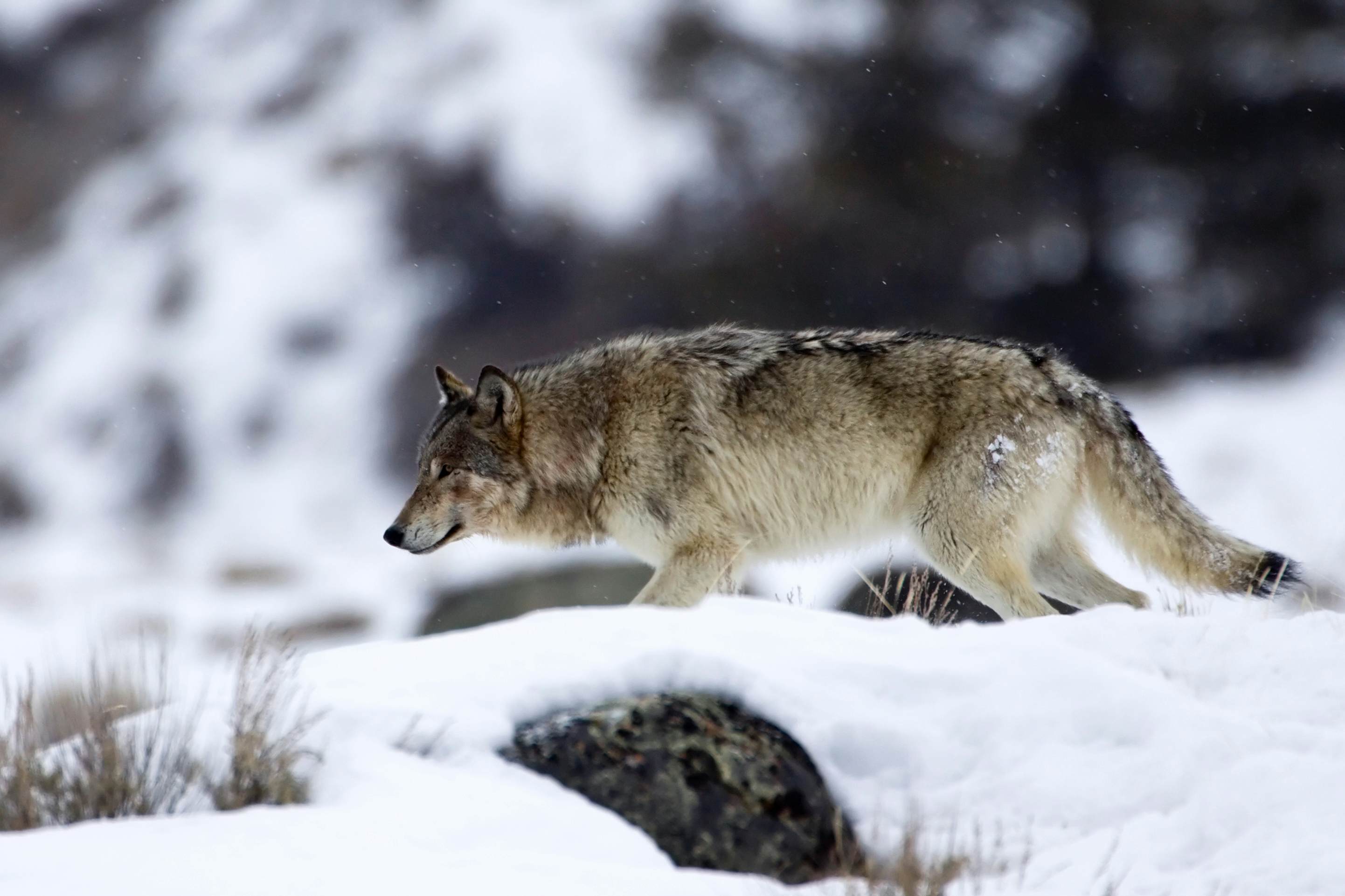 Gray Wolf on the prowl in the Lamar Valley, Yellowstone National Park, Wyoming.