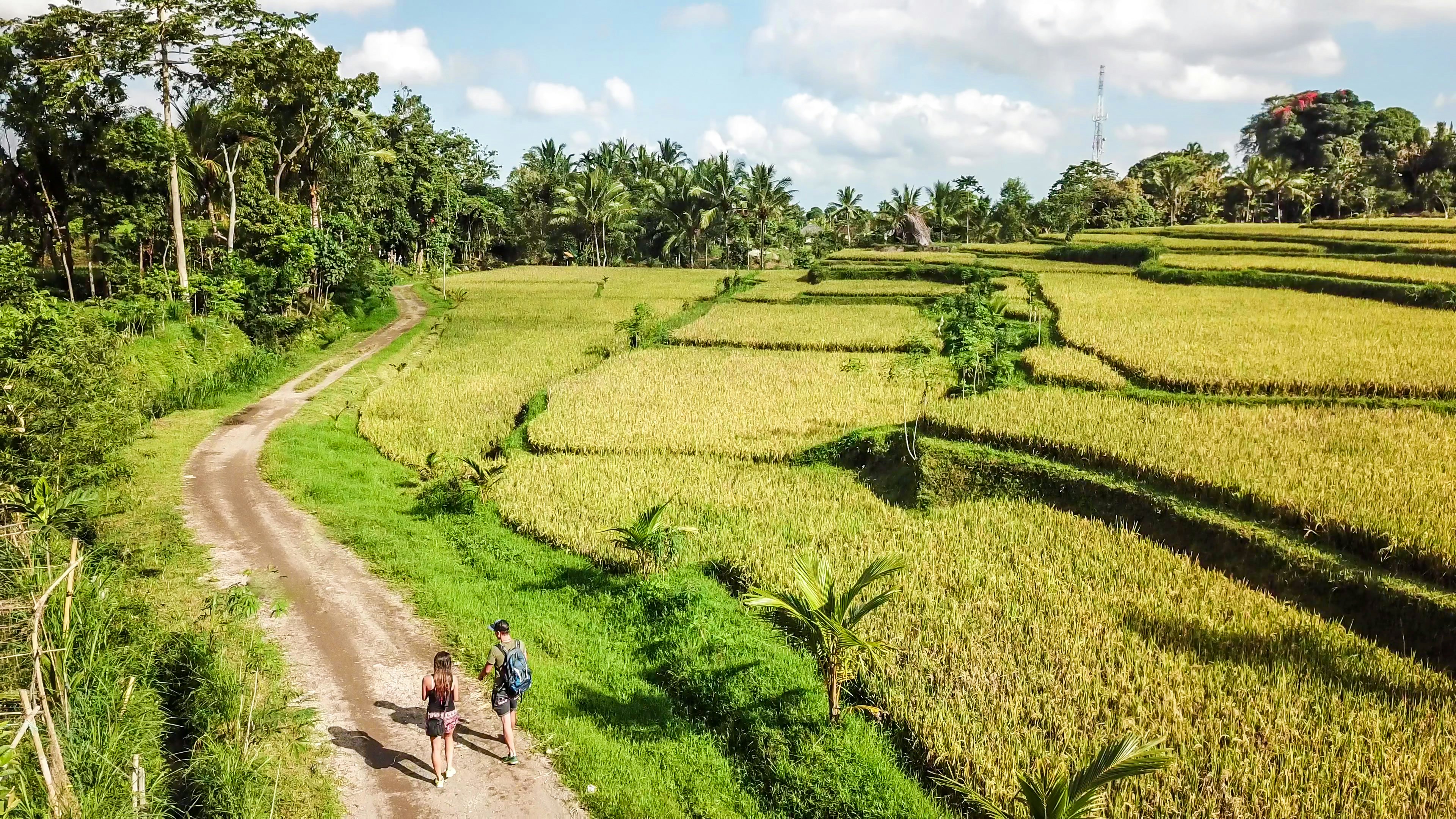 A drone shot of a couple walking on a gravelled road along a long stretching rice fields in Tetebatu, Lombok, Indonesia. Endless rice paddies are separated with pathways.