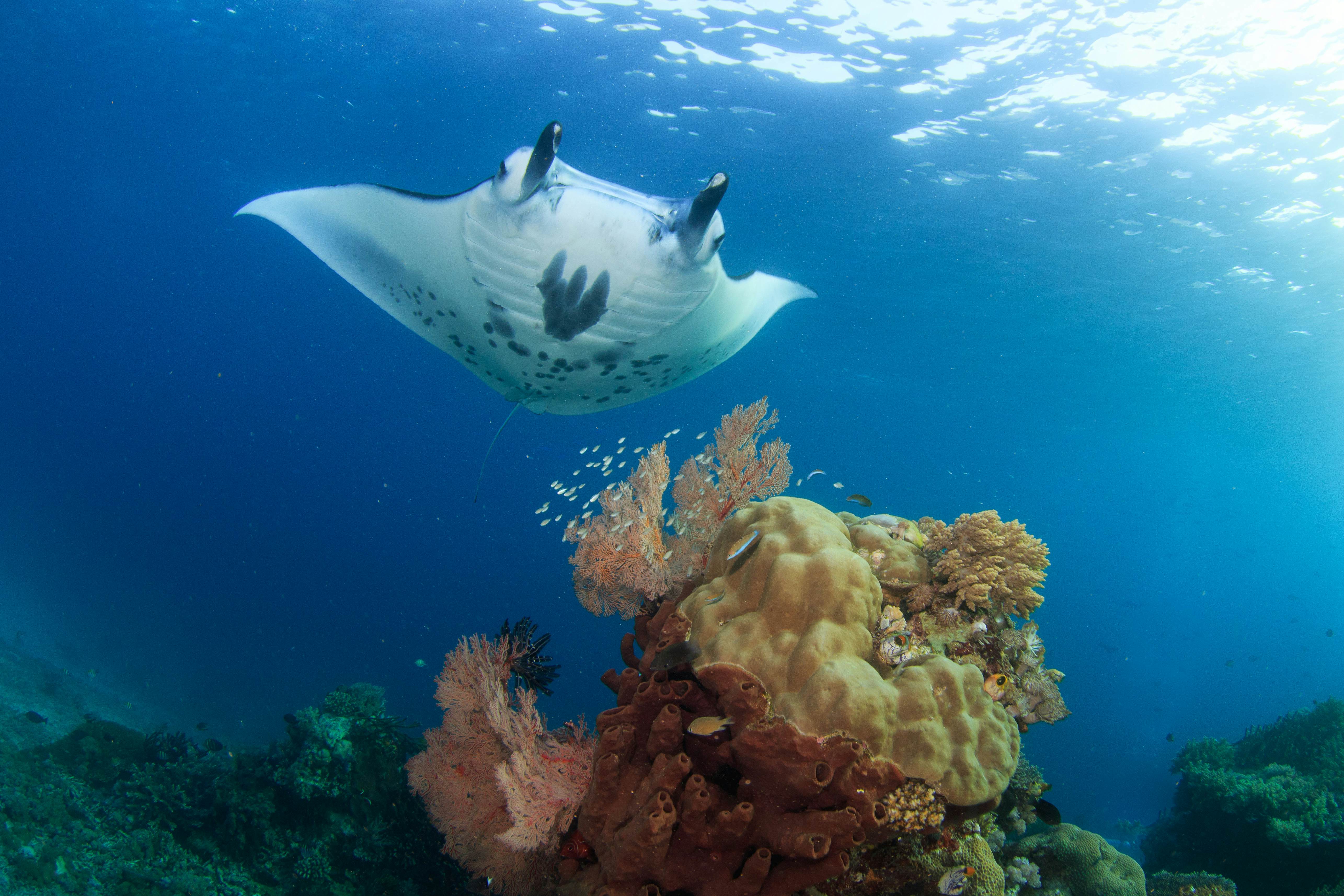 Manta Ray swimming over a coral head in Komodo National Park, Indonesia.