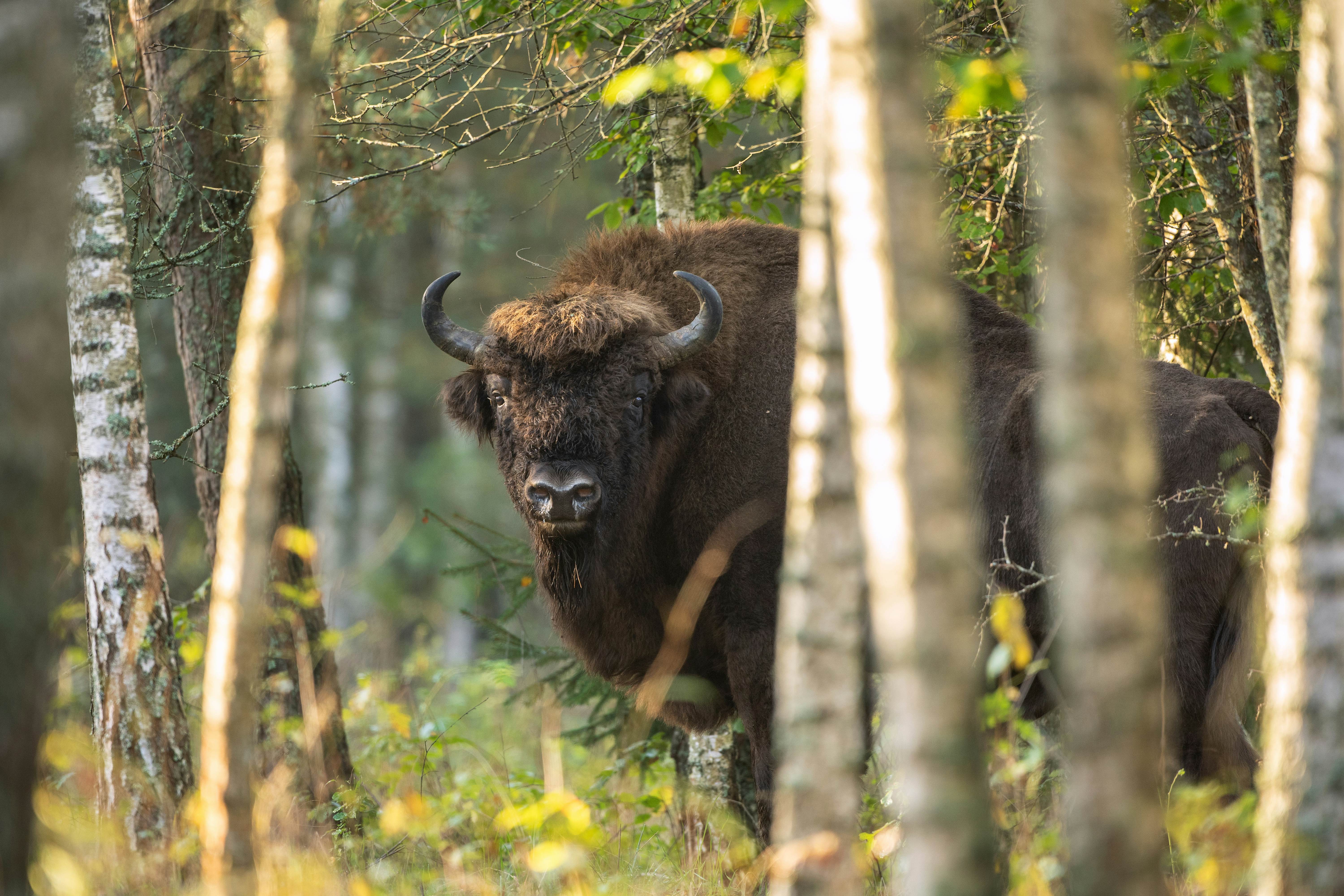 European bison in the forest in Białowieża National Park, Poland.