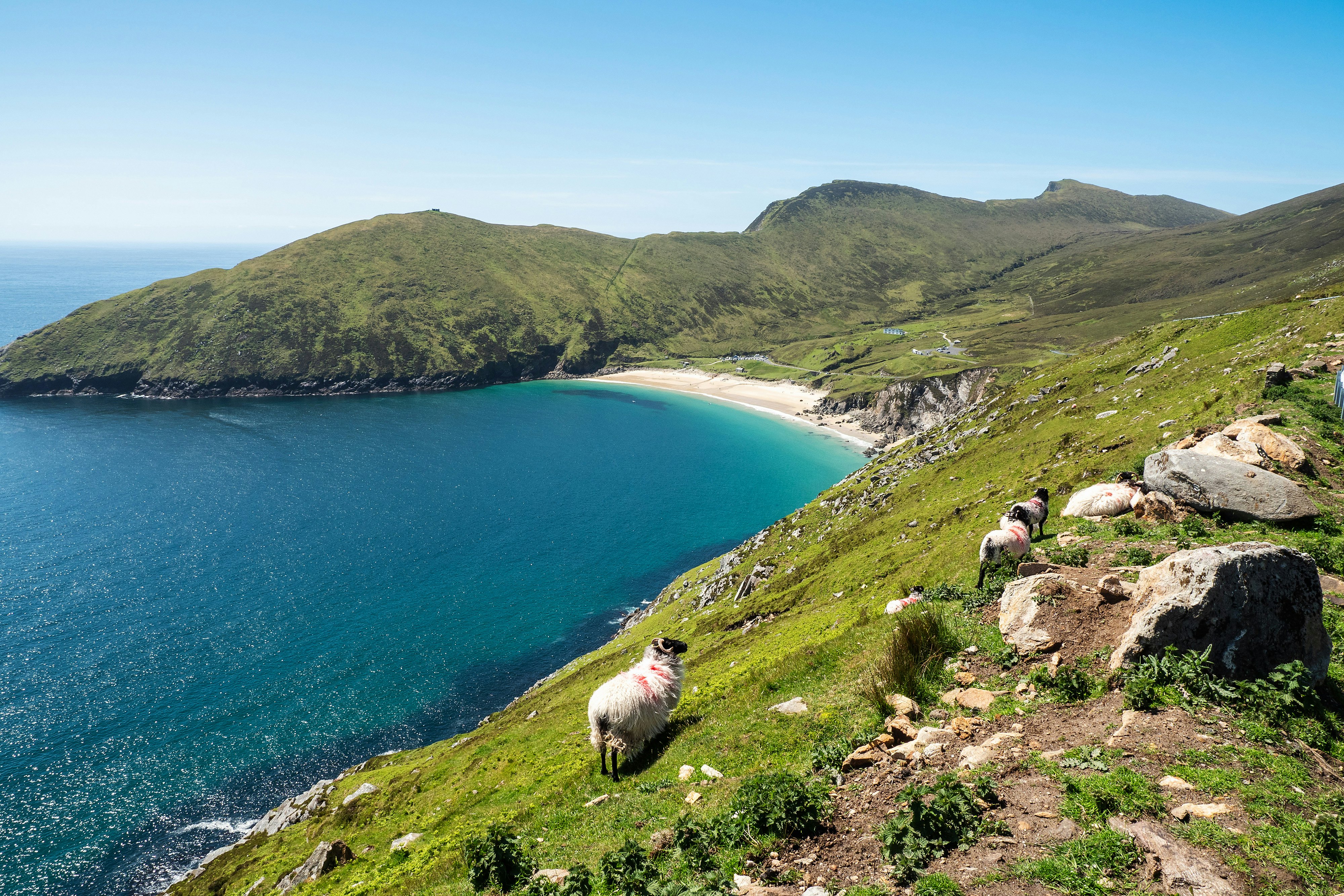 Flock of sheep on a cliff along Keem Bay.