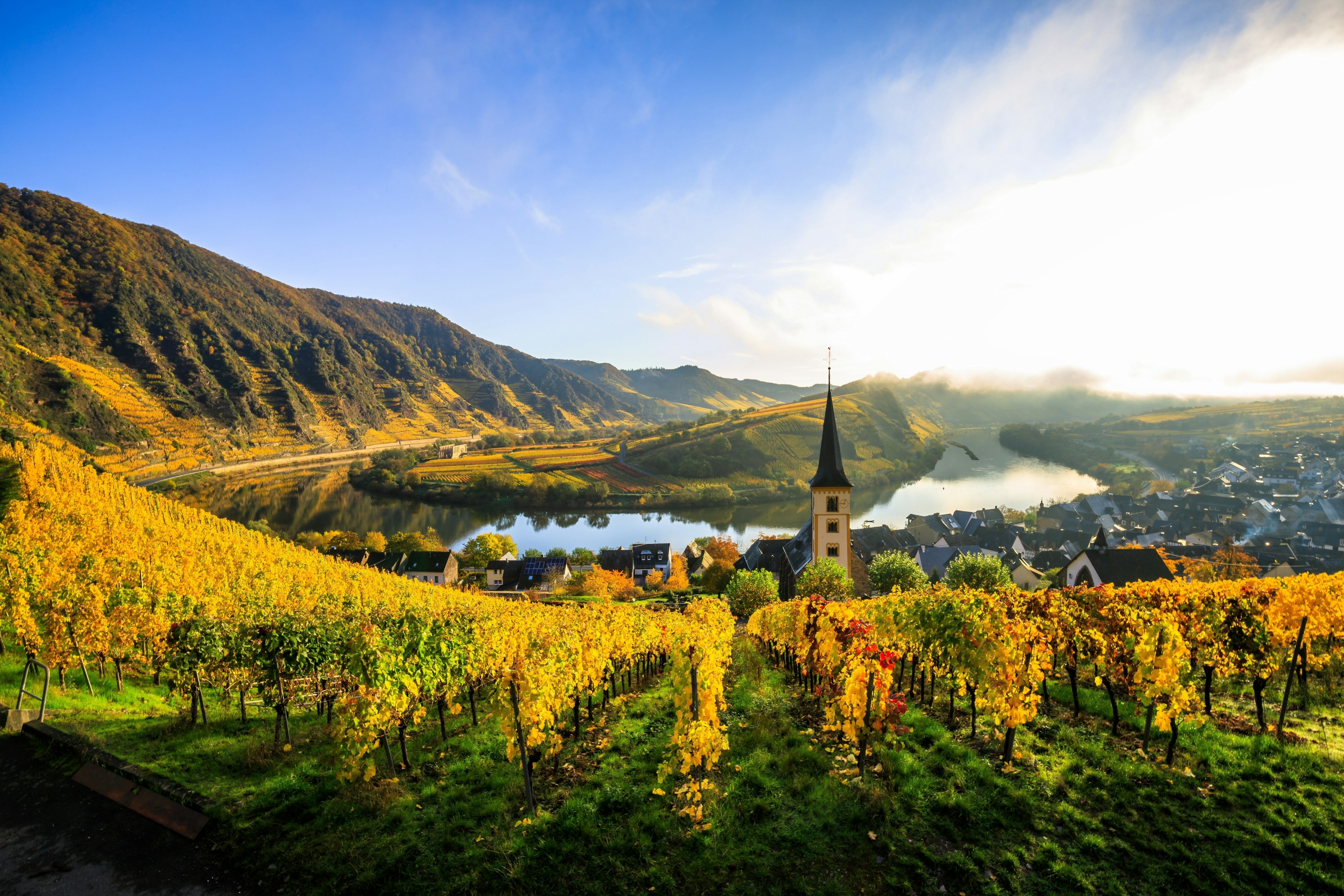 Vineyards, near a village with a tall church steeple, glow yellow in the autumn evening sun