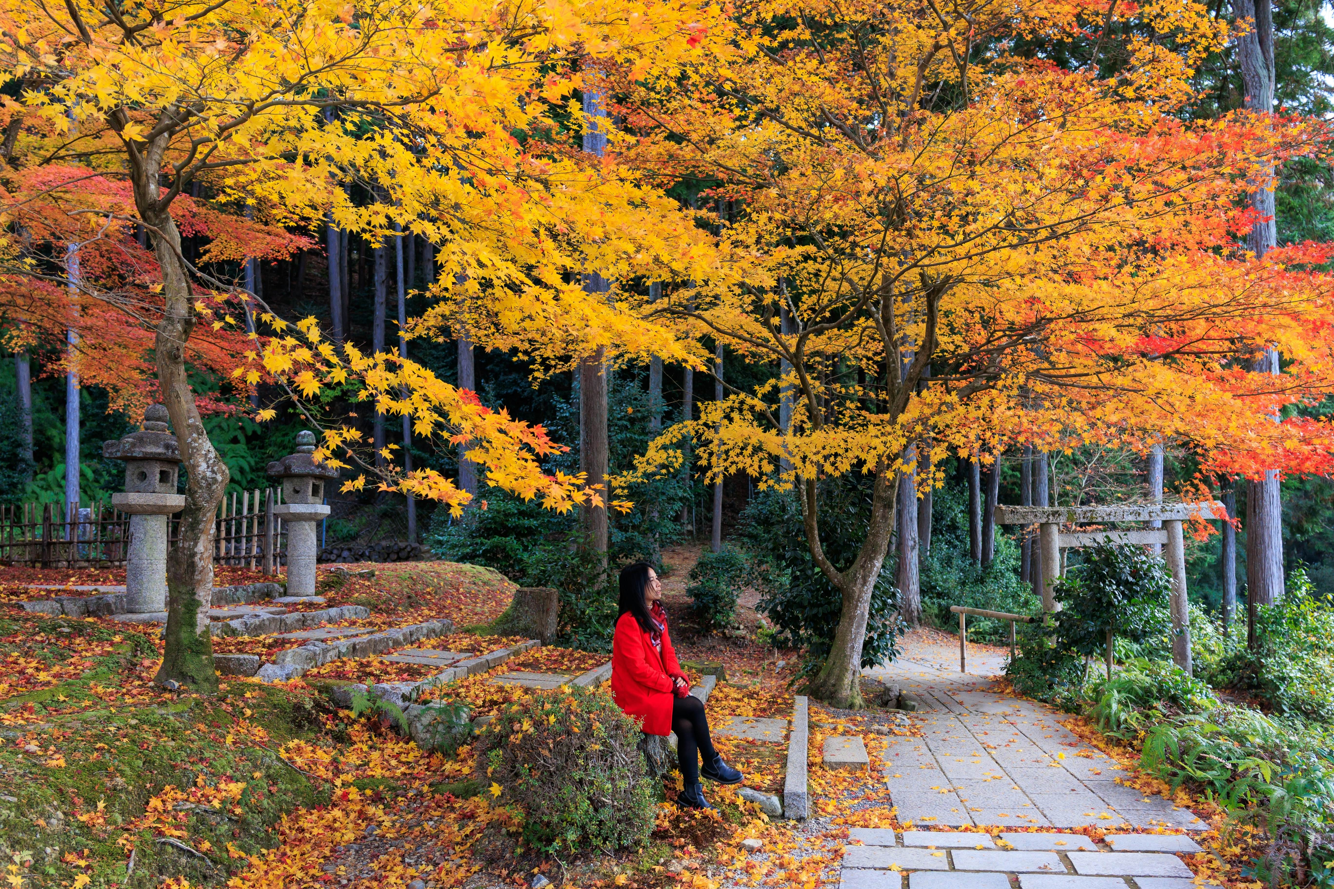 Asian woman sitting near 2 vibrant yellow maple trees in the garden of the Enkoji temple, Kyoto.