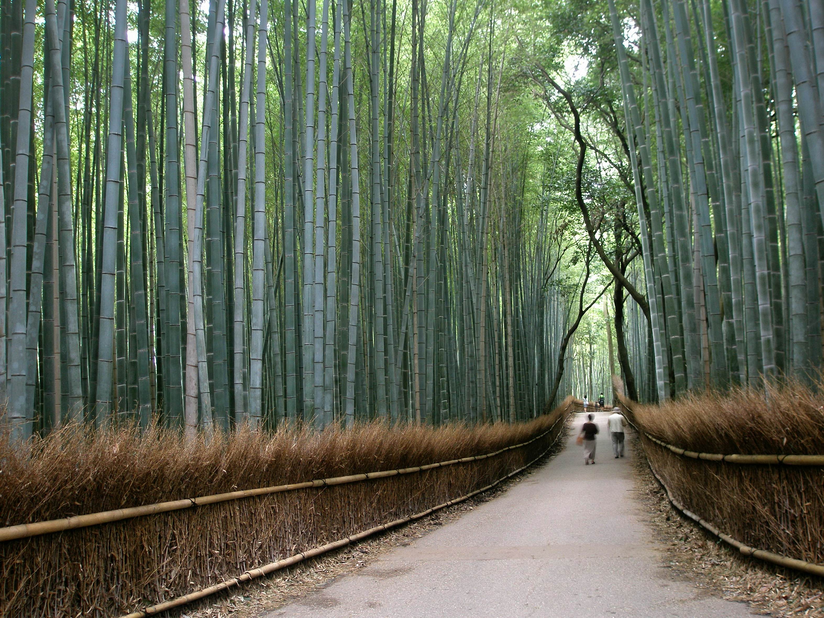 The district of Arashiyama in Kyoto is known for its spellbinding bamboo grove