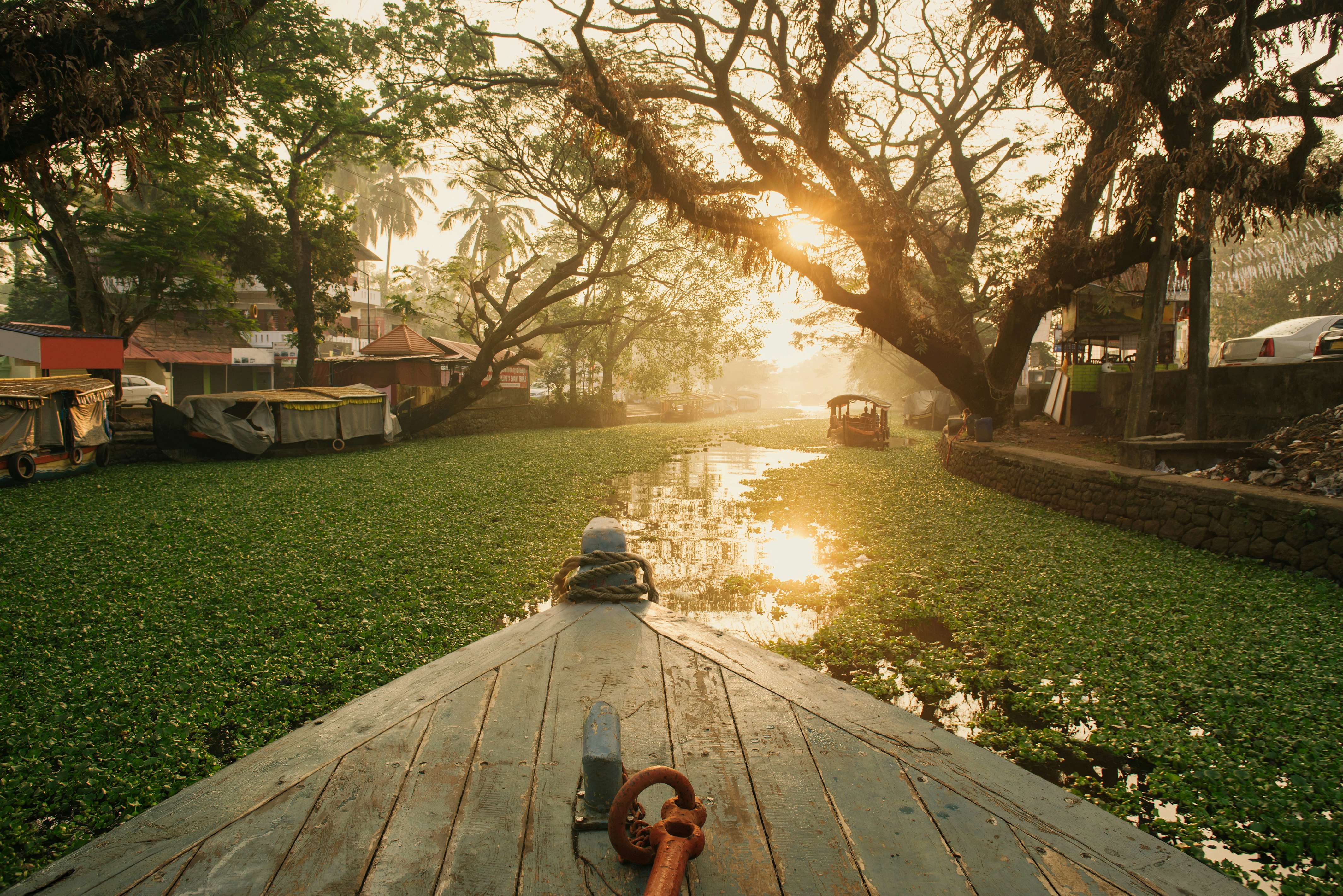 the bow of a boat in a river filled with green plants and lined with full trees.