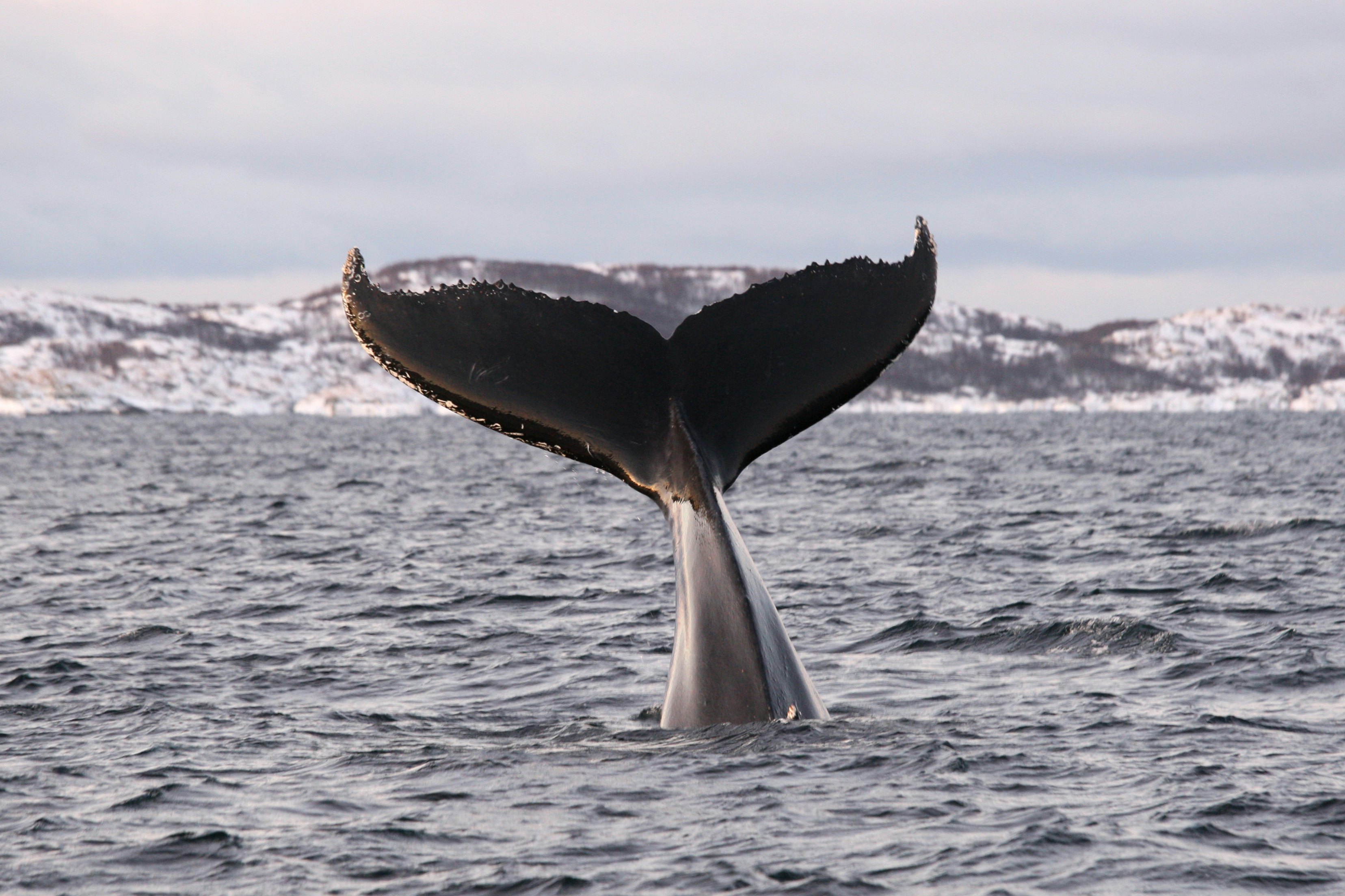 The tail of a humpback whale in the ocean off Tromsø.