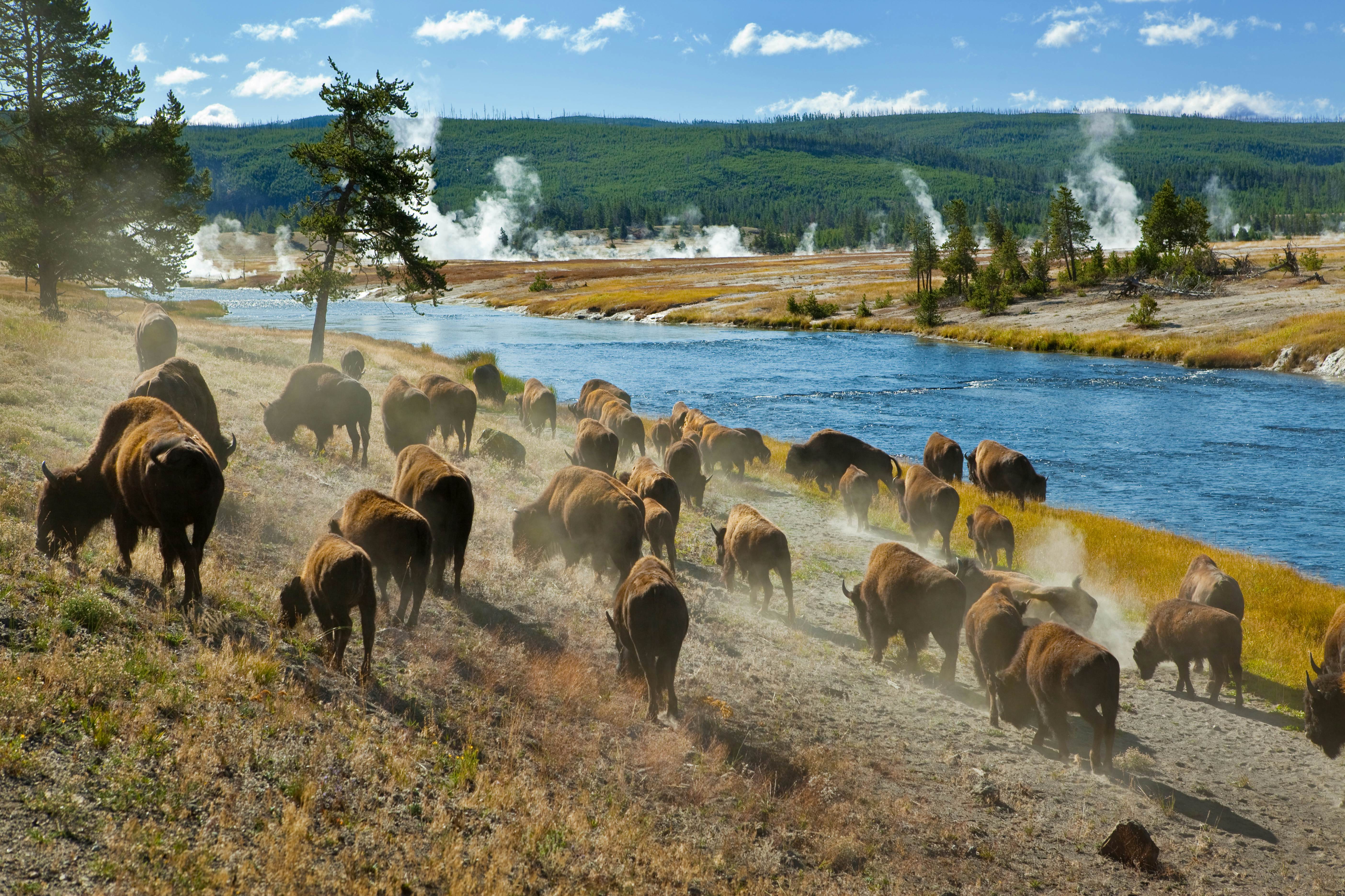 A herd of bison moves quickly along the Firehole River in Yellowstone National Park.