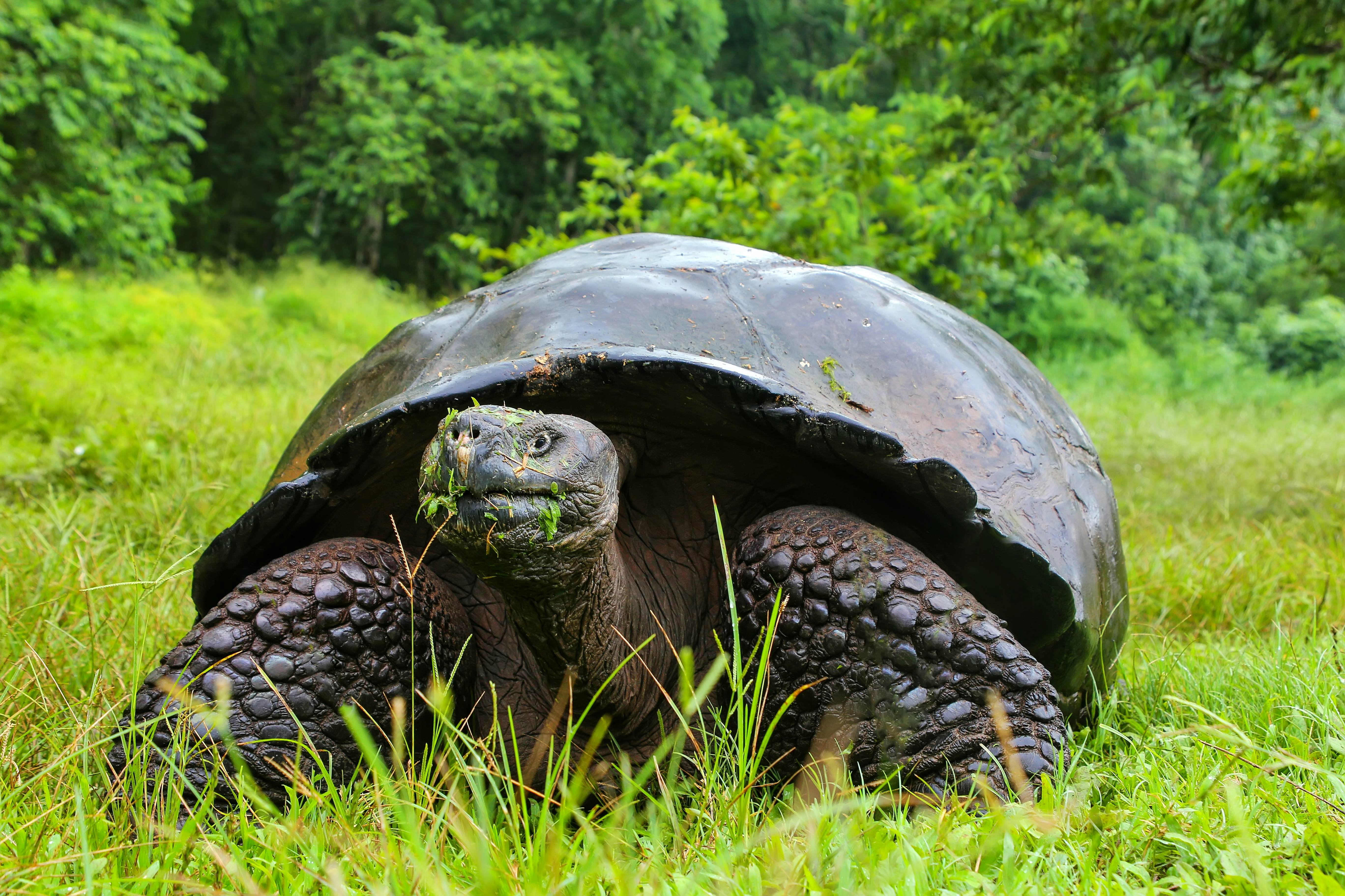 Galapagos giant tortoise (Geochelone elephantopus) on Santa Cruz Island in Galapagos National Park, Ecuador.