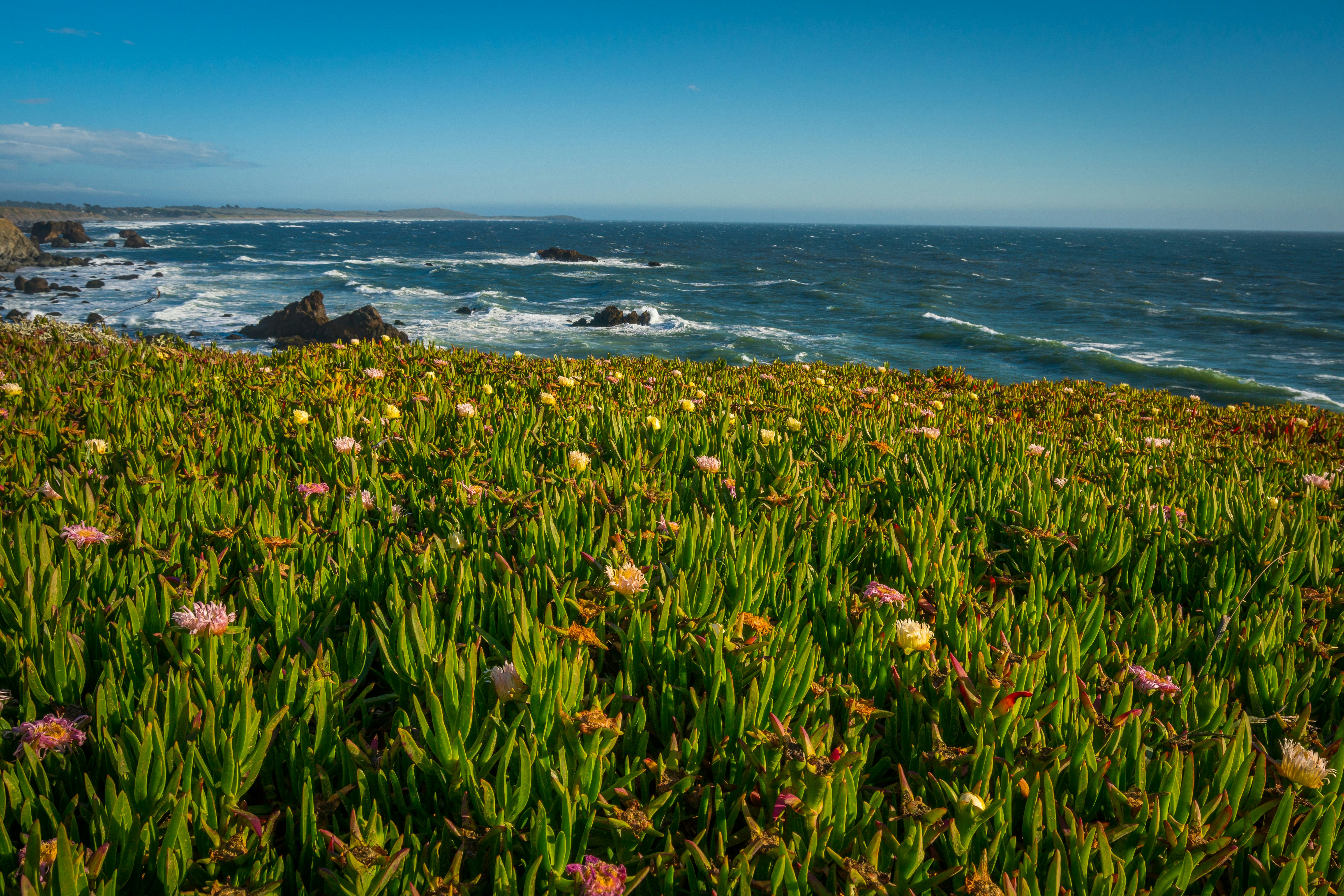 Pink and yellow flowers amid green leaves on a bluff overlooking the Pacific Ocean